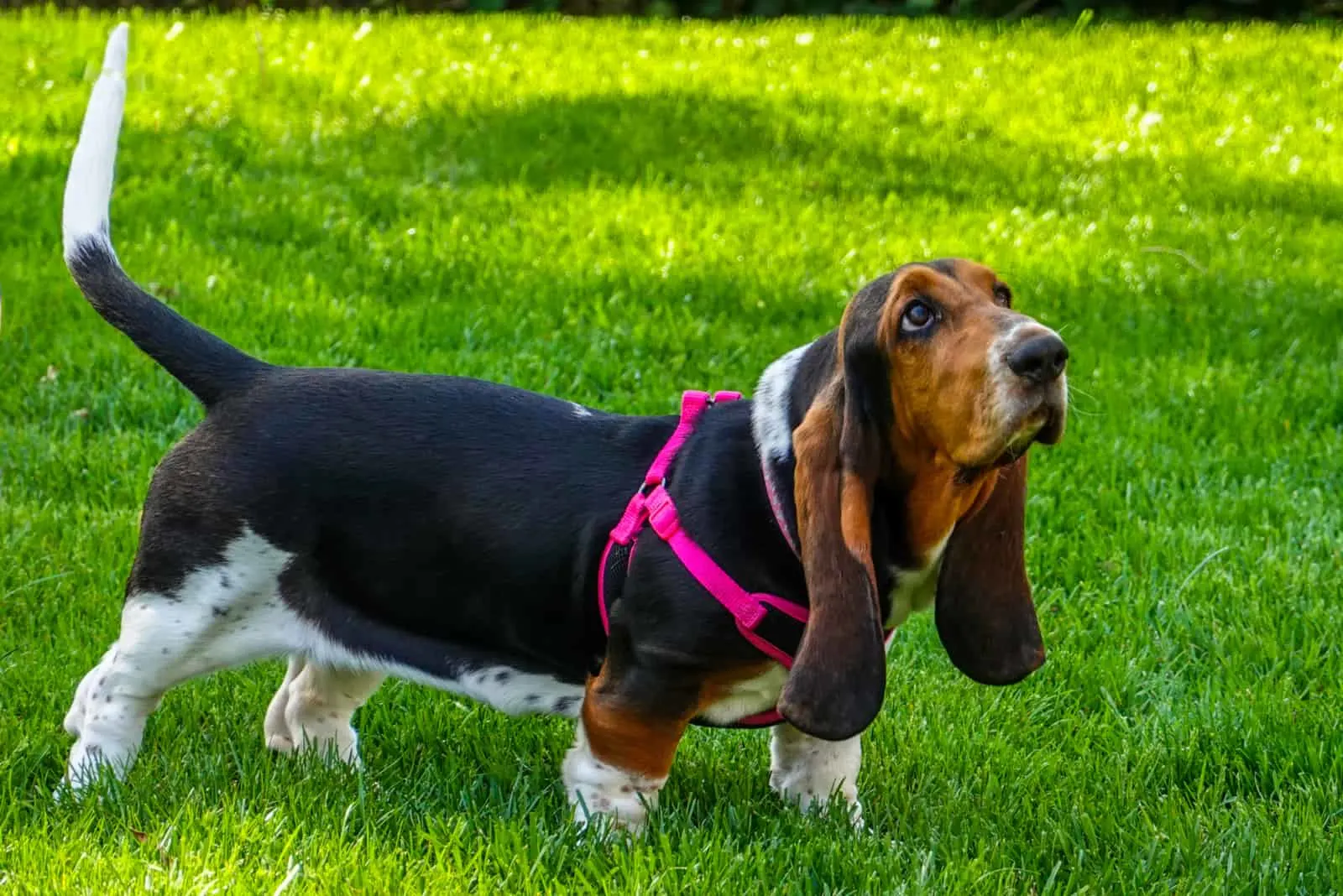 Best harness for basset hound sale