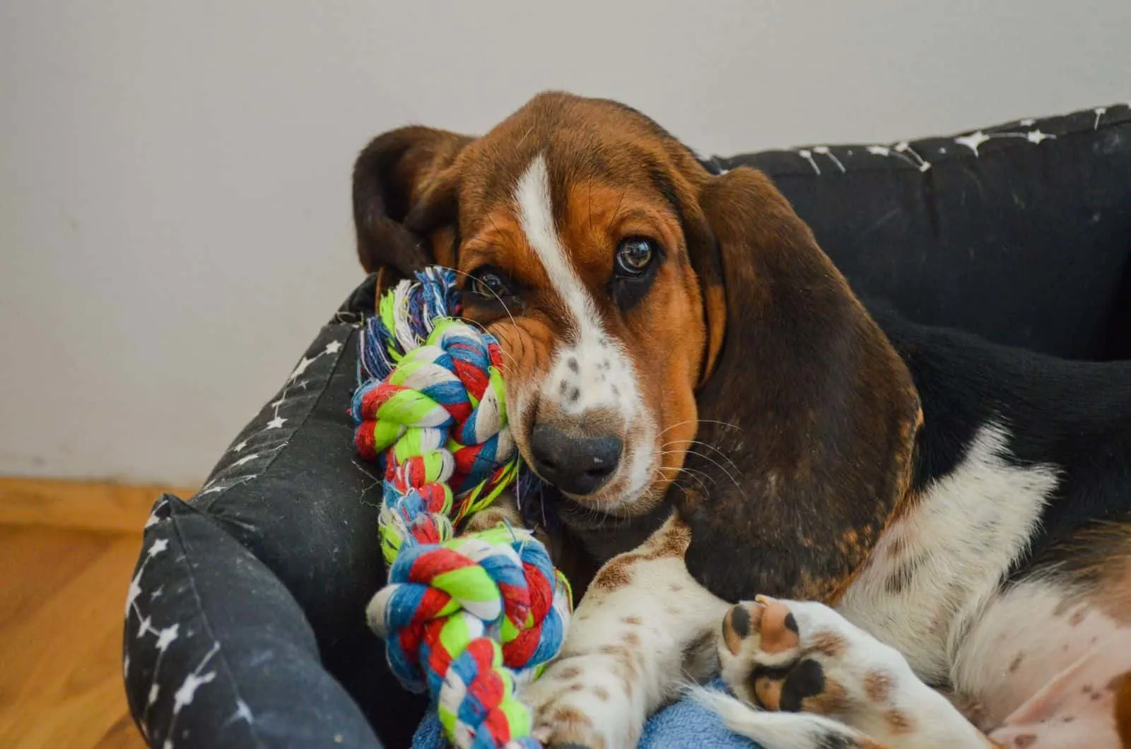 basset hound with toy