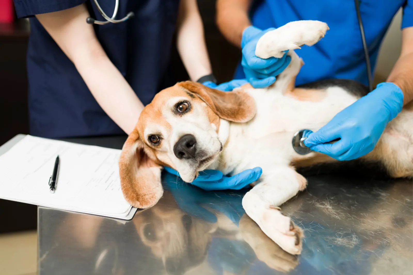 beagle being examined at the vet
