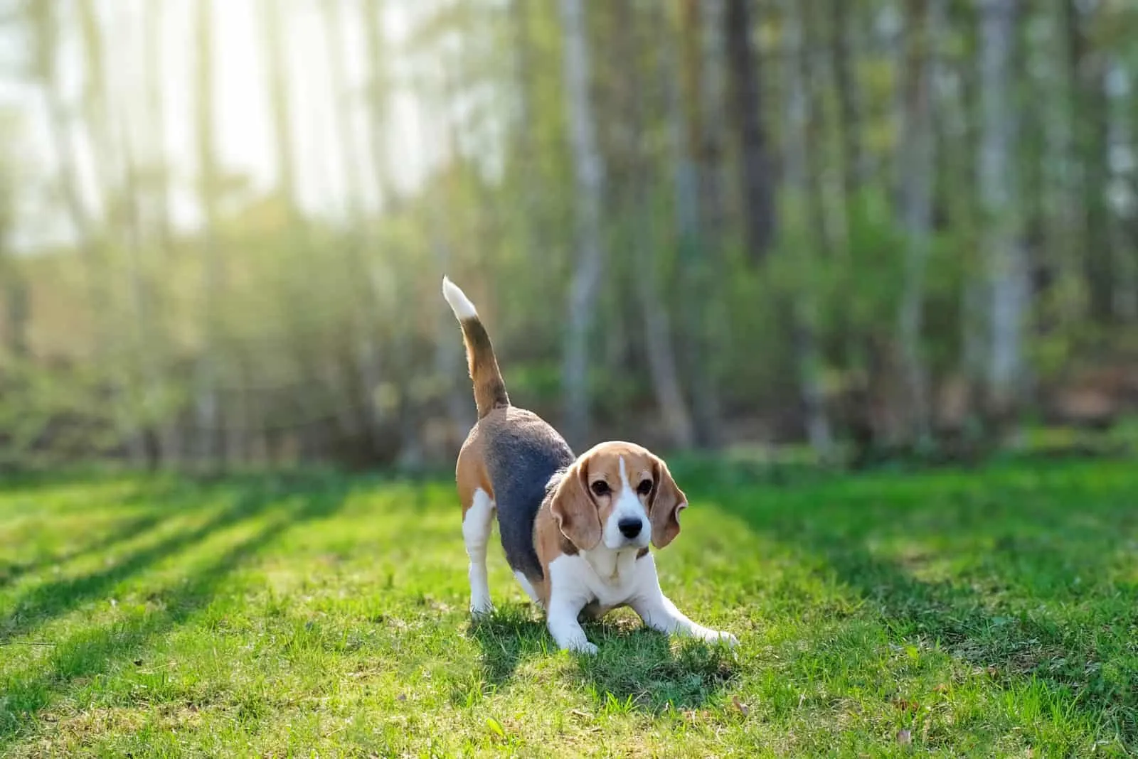 beagle stretching on grass