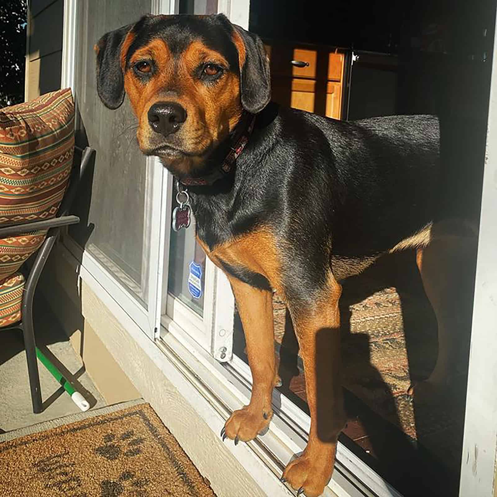 beagweiler dog standing on doors