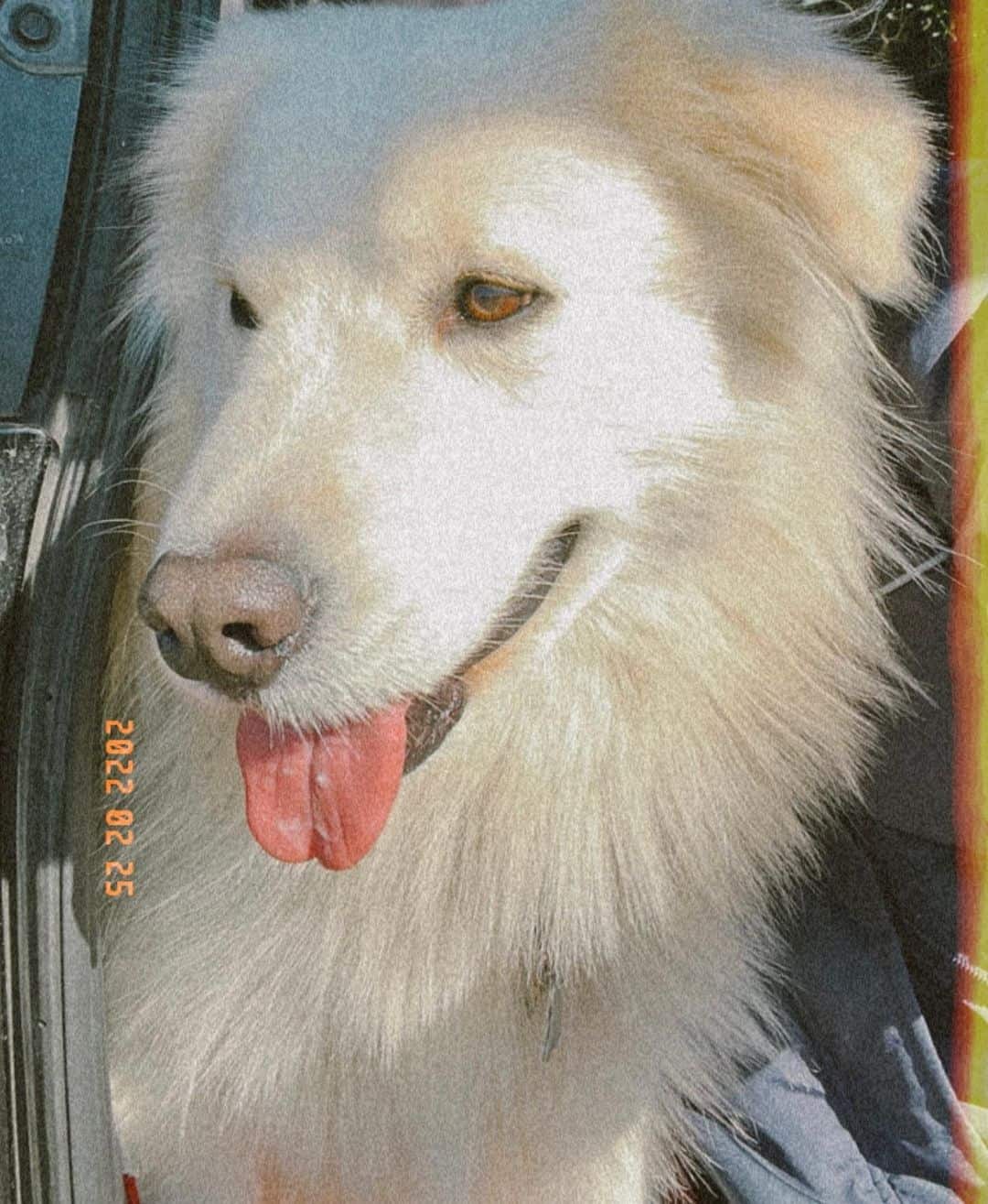 beautiful Samoyed Golden Retriever Mix