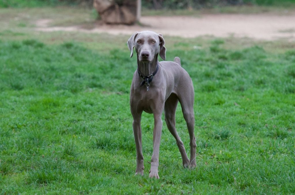 The Weimaraner Growth Chart For A Healthier Puppy