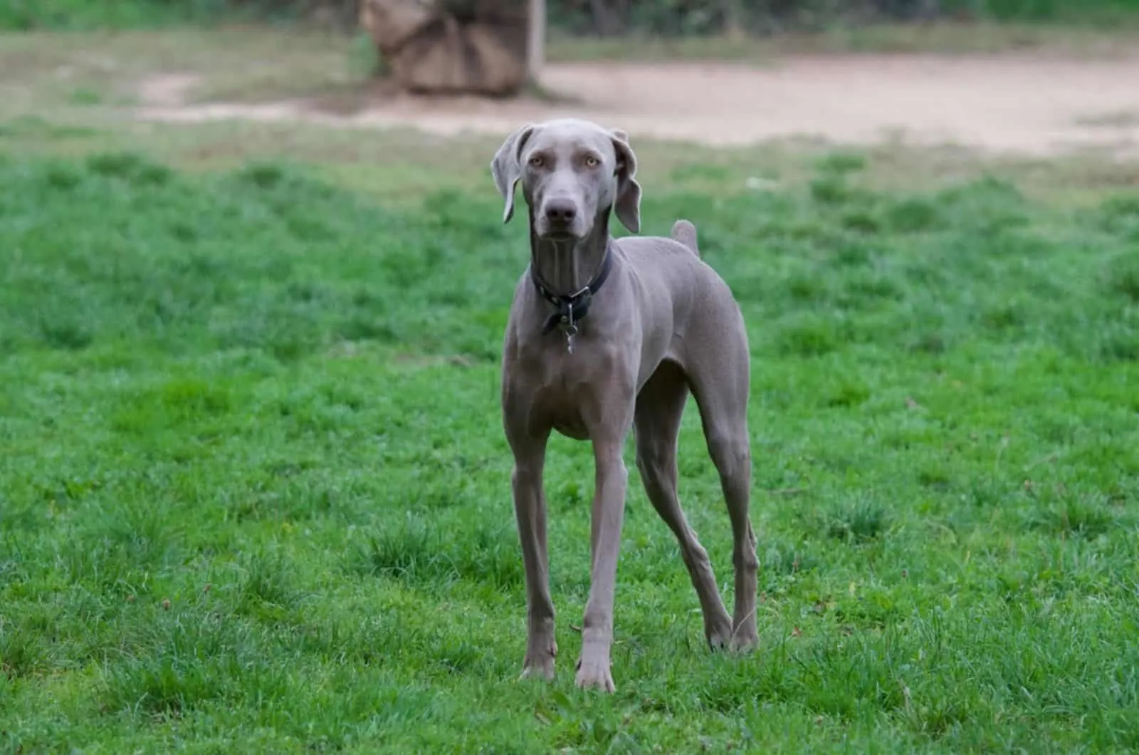 beautiful and serious weimaraner dog standing in the yard