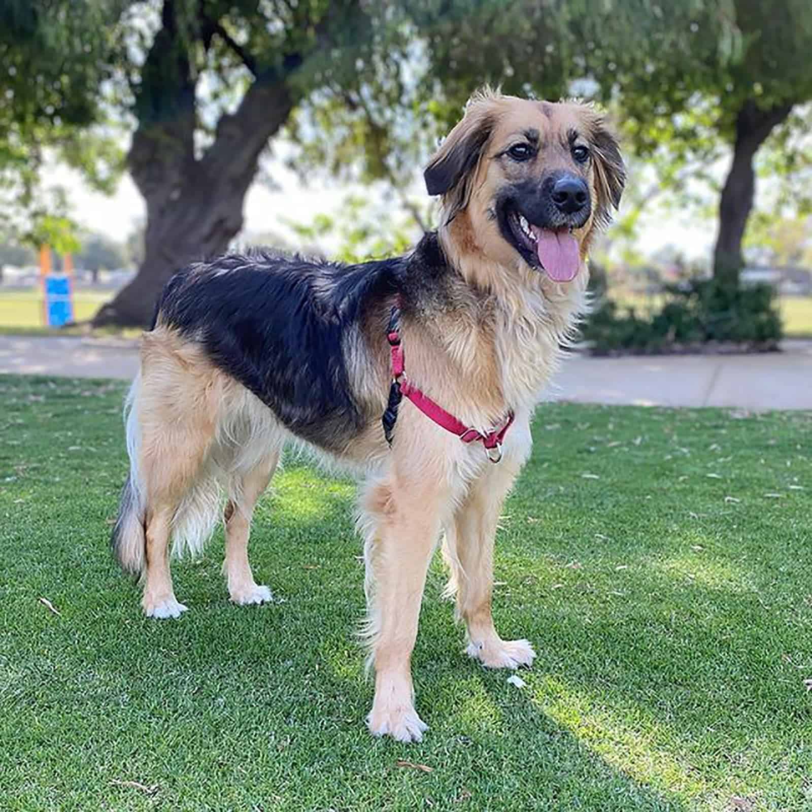 beautiful border collie golden retriever in the park