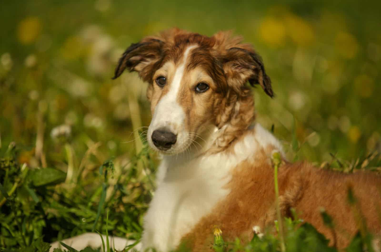 beautiful borzoi puppy on a meadow