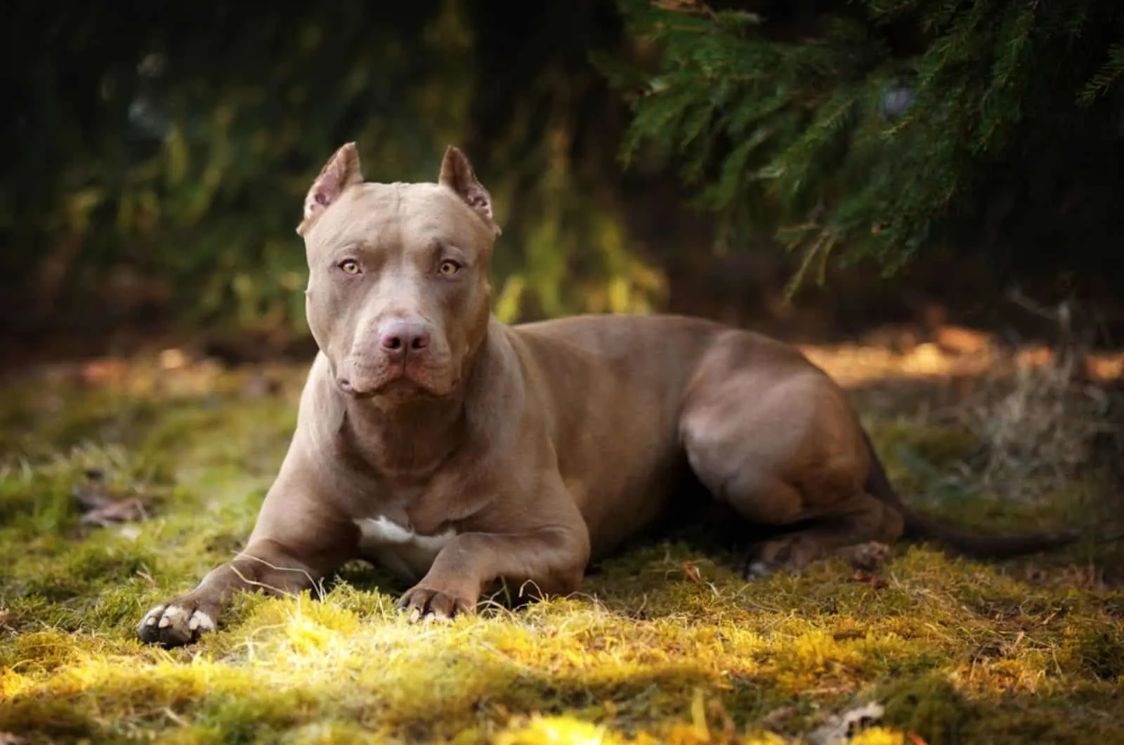 beautiful dog american pit bull terrier in nature