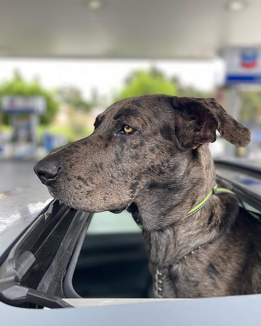 A Great Dane German Shepherd Mix The Gentle Champion