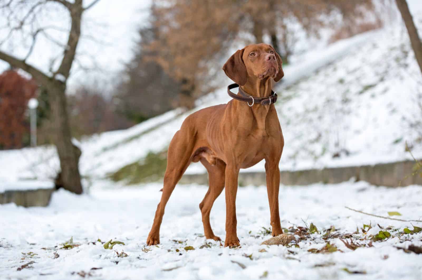 beautiful hungarian vizsla standing on the snow