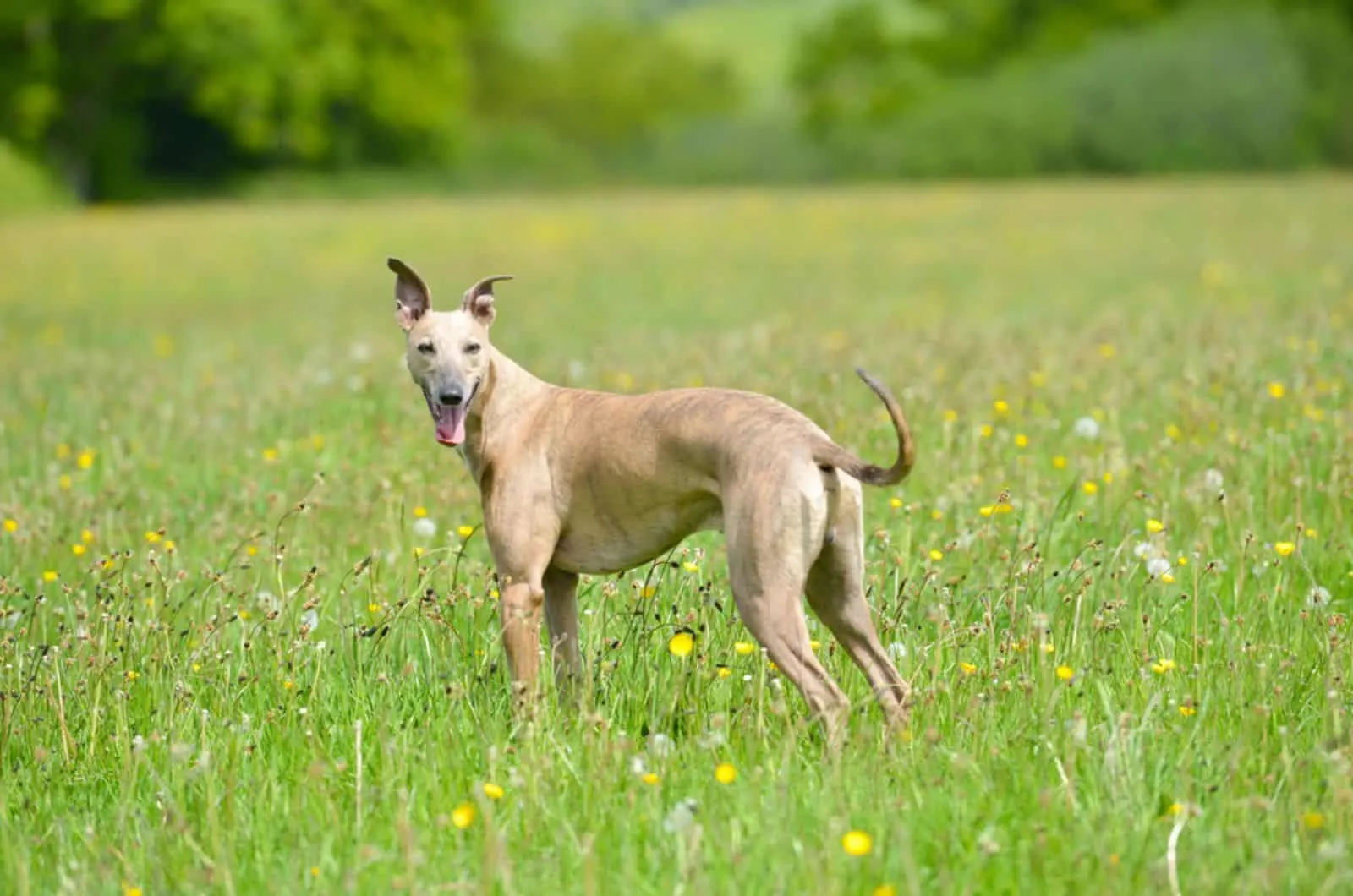 beautiful tan greyhound standing on a meadow