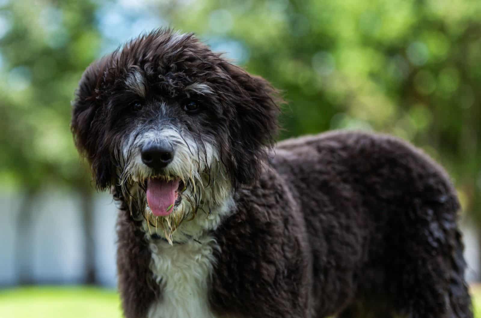 bernedoodle puppy in garden on sunny day