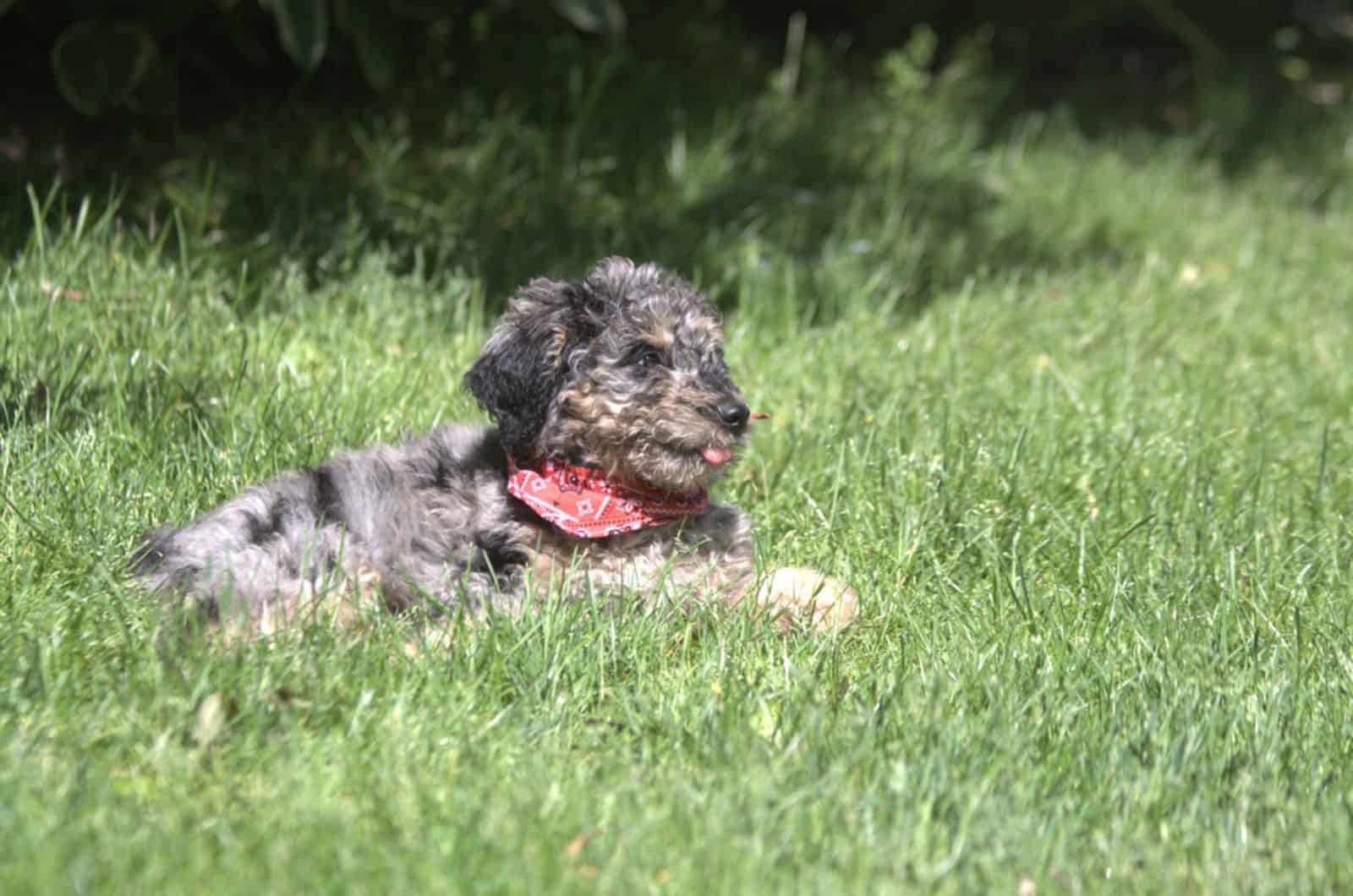 bernedoodle puppy lying in the grass on a meadow