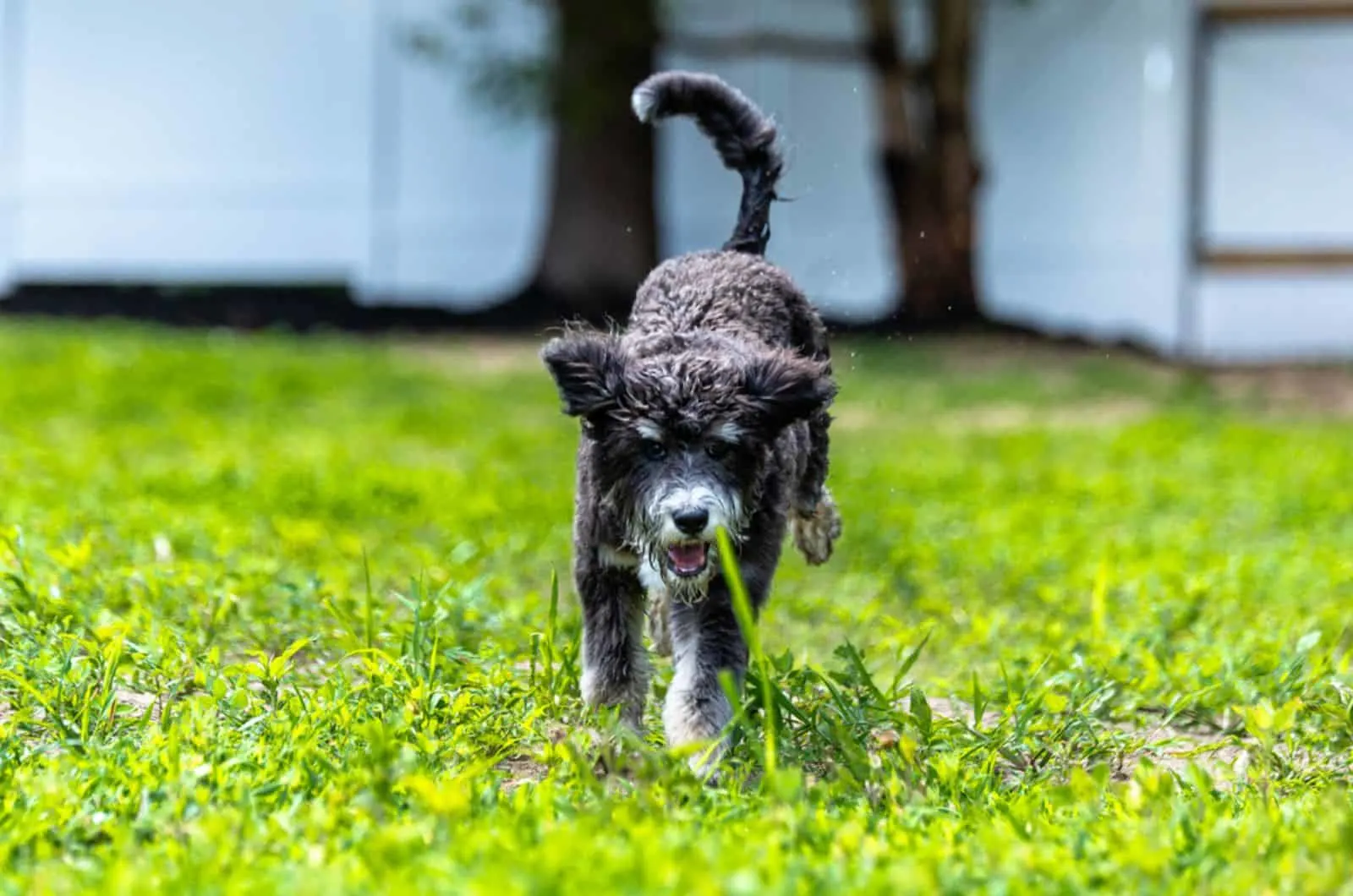 bernedoodle puppy running on the grass in the yard