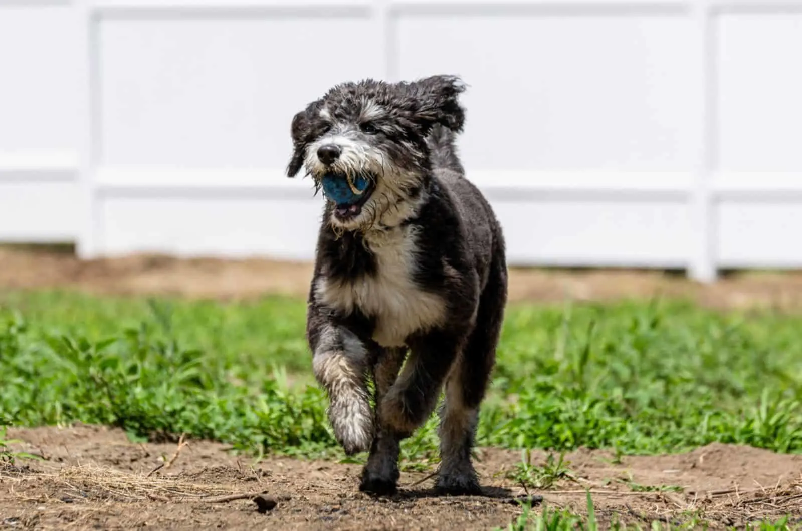 bernedoodle puppy running with a ball in his mouth