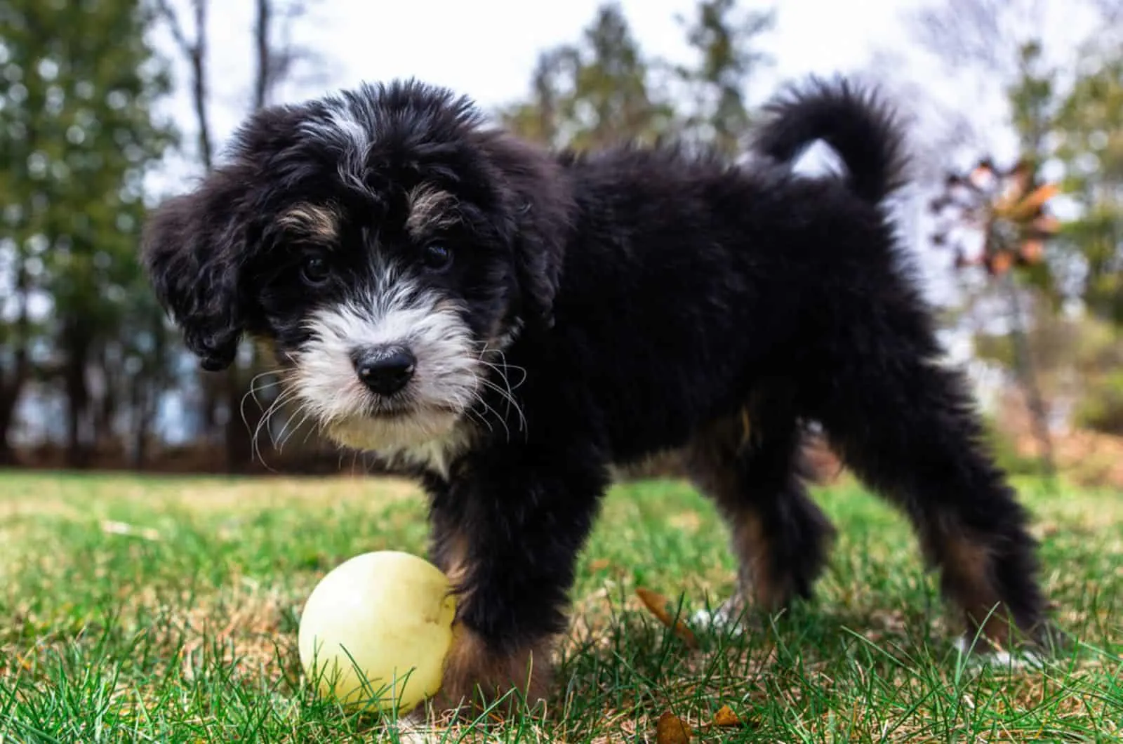 bernedoodle puppy playing with a ball