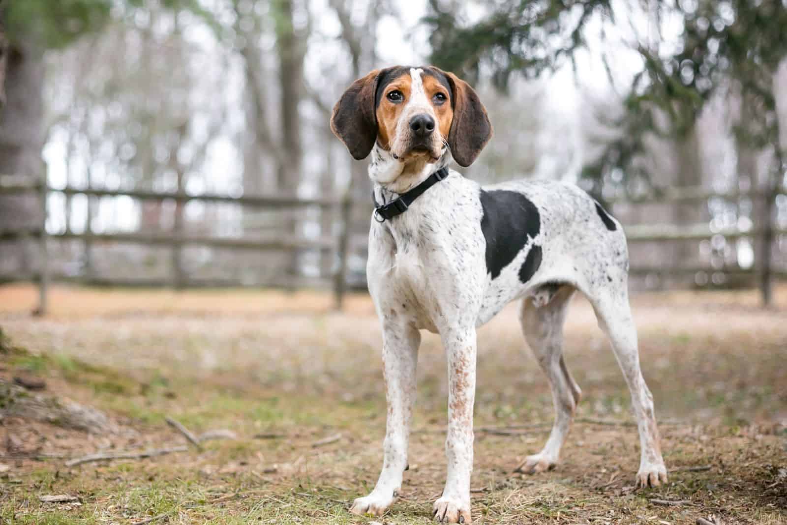 black and white coonhound standing in a field