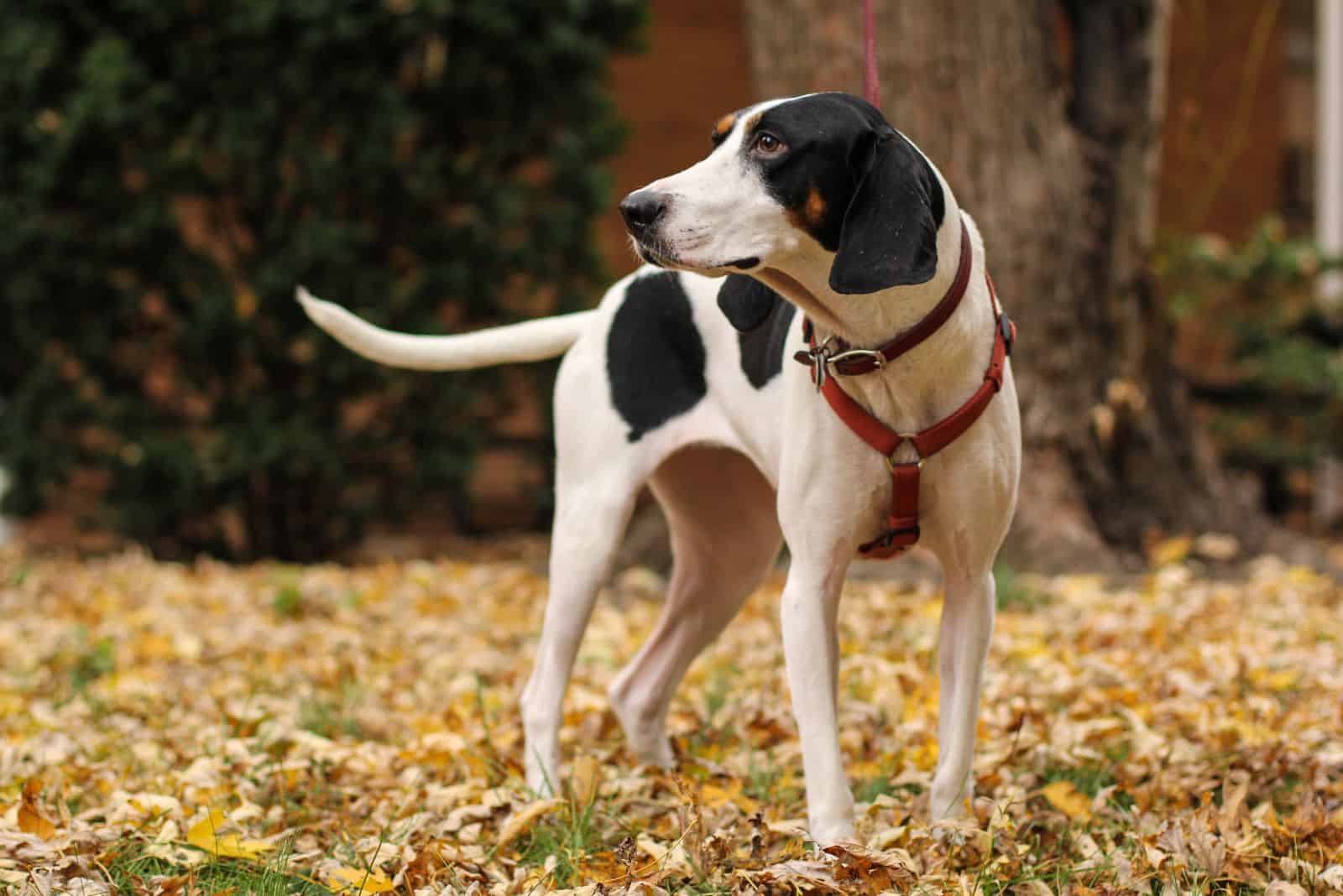 black and white coonhound standing in the forest