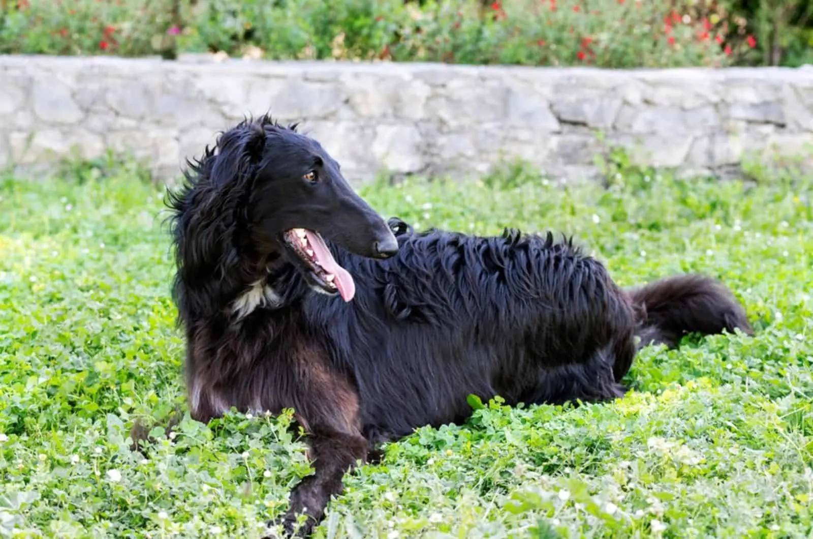 black borzoi puppy lying on the grass