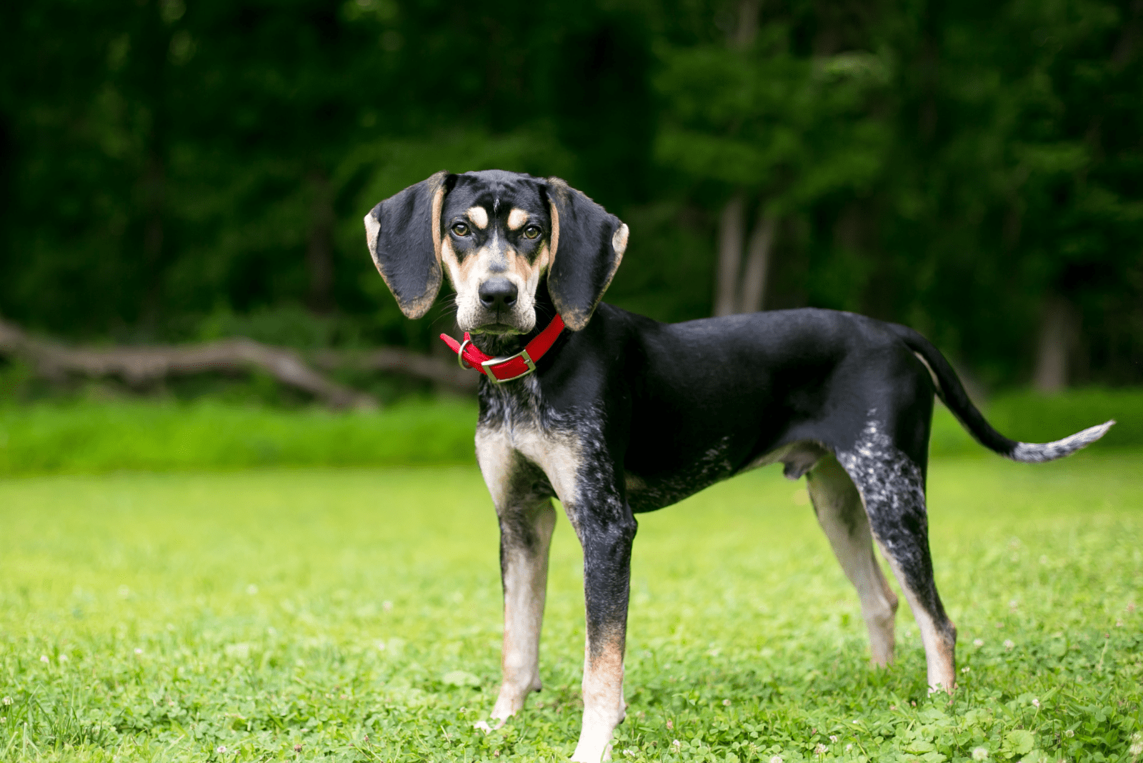 black brown coonhound standing in a field