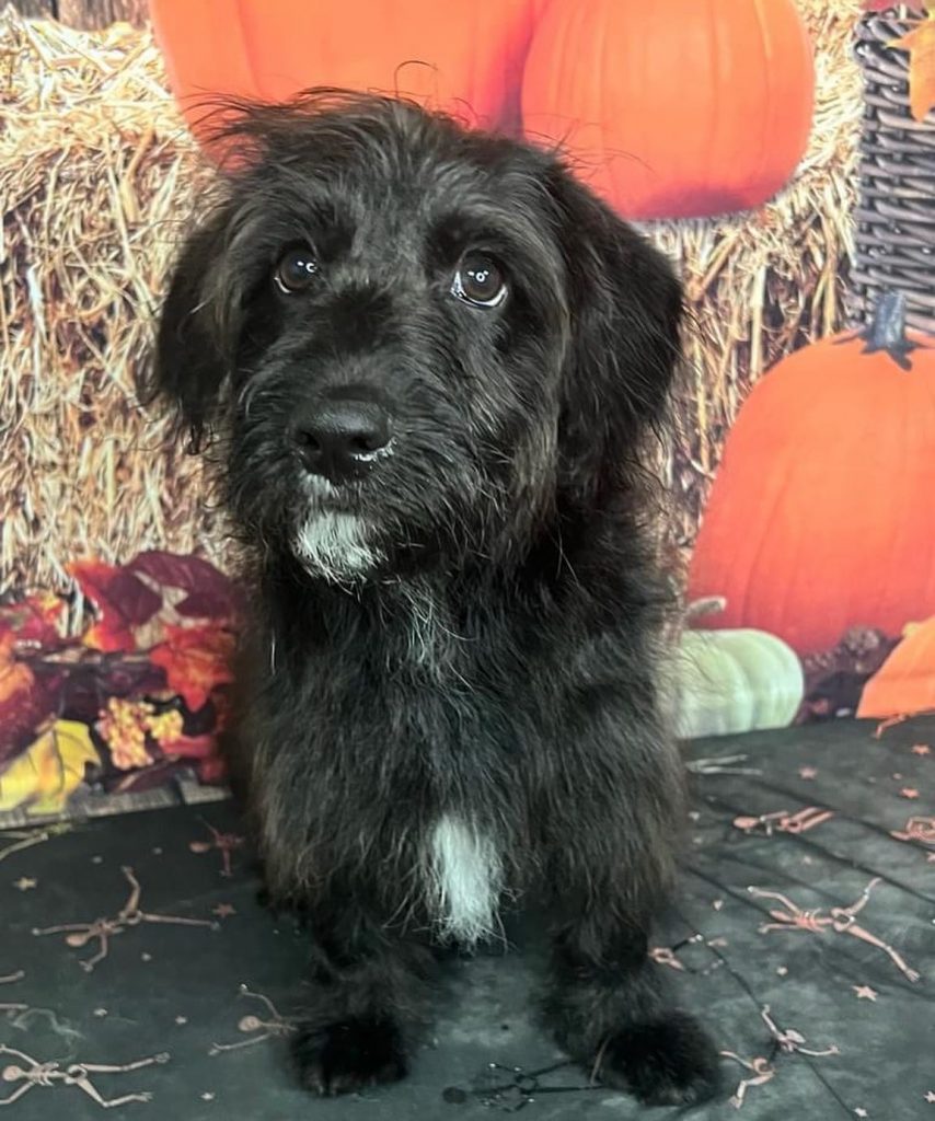 black corgipoo sitting