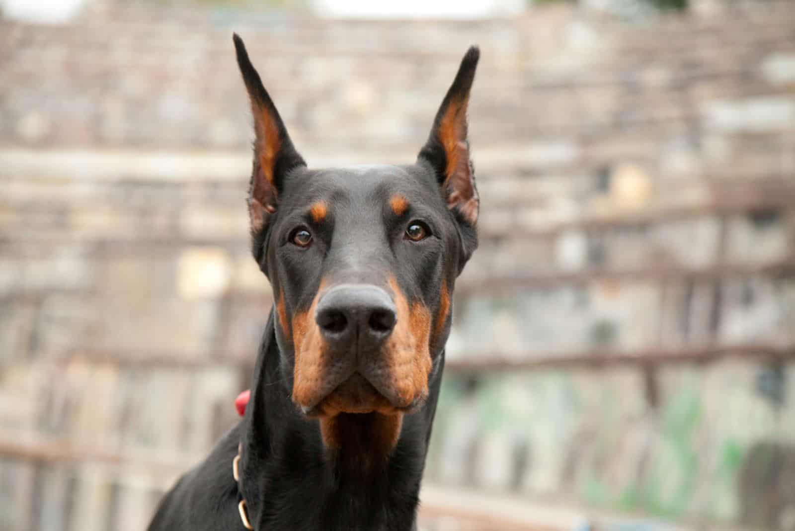 black doberman in the park