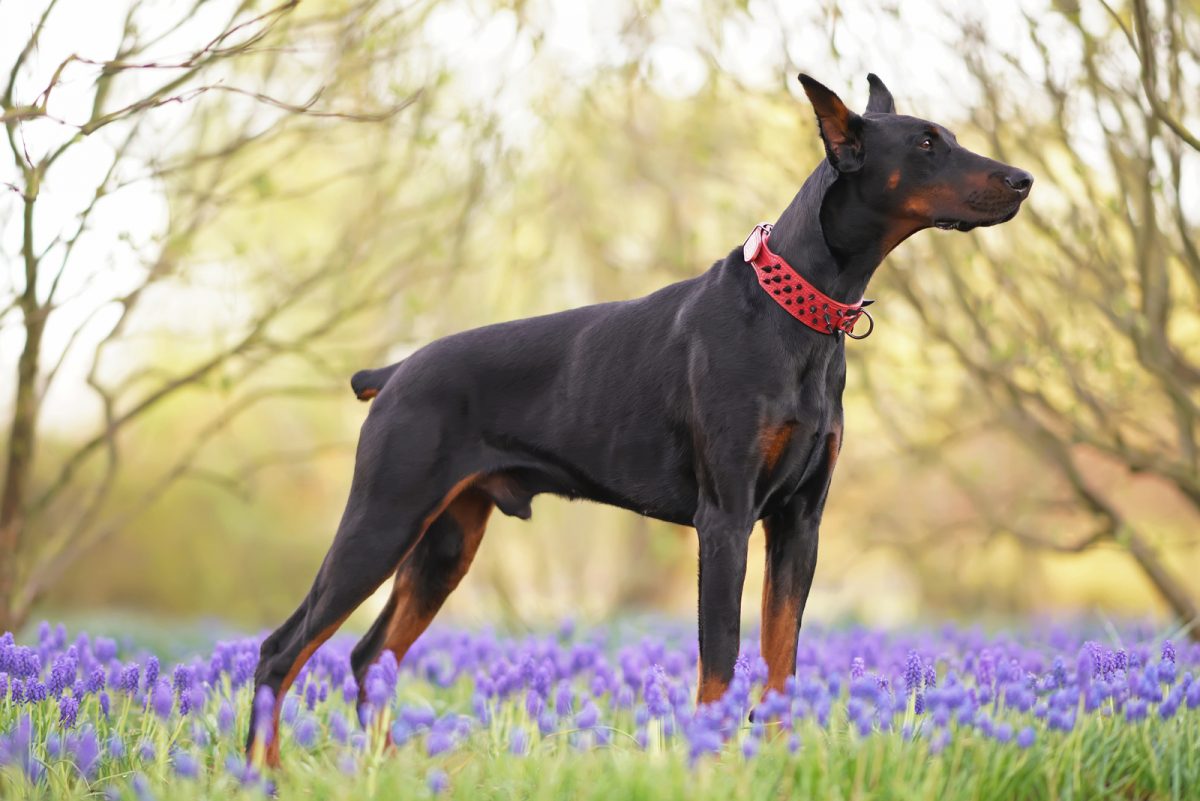 13 Best Doberman Breeders In Florida