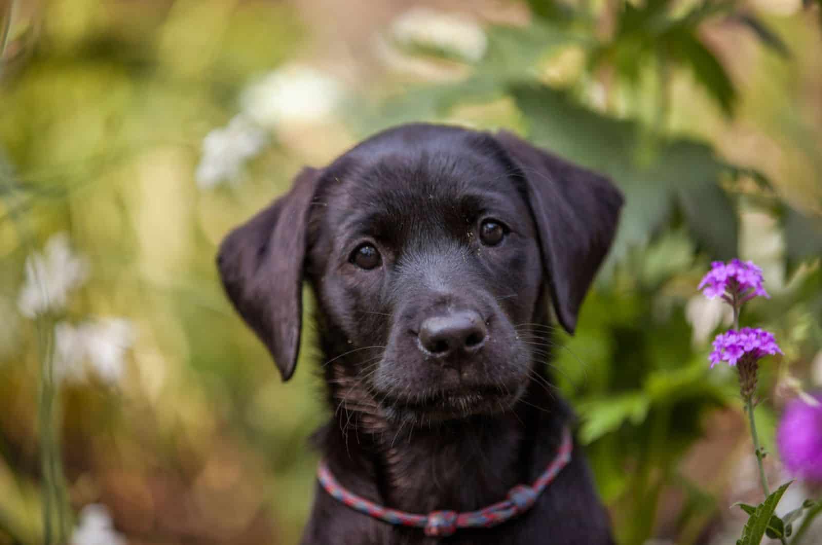 black labrador puppy in the garden