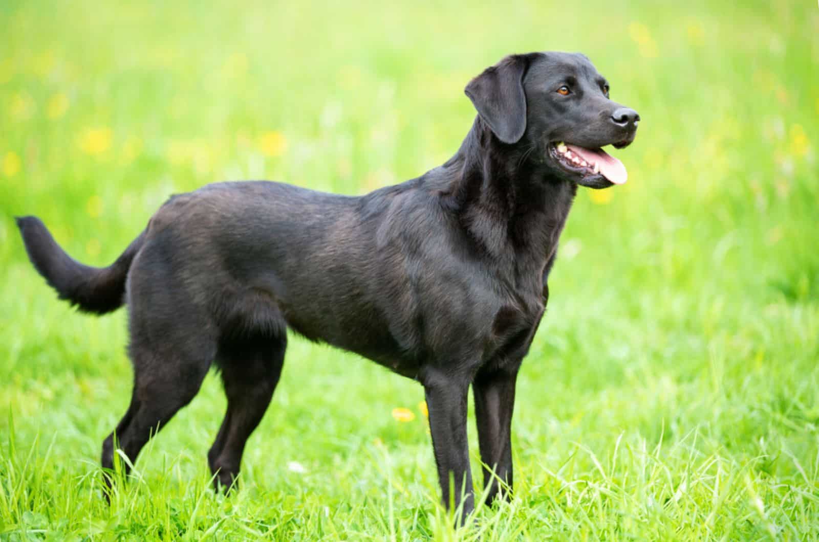 black labrador retriever standing in the park