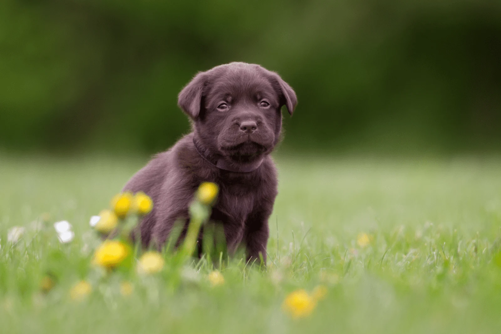 black labrador sitting in the grass