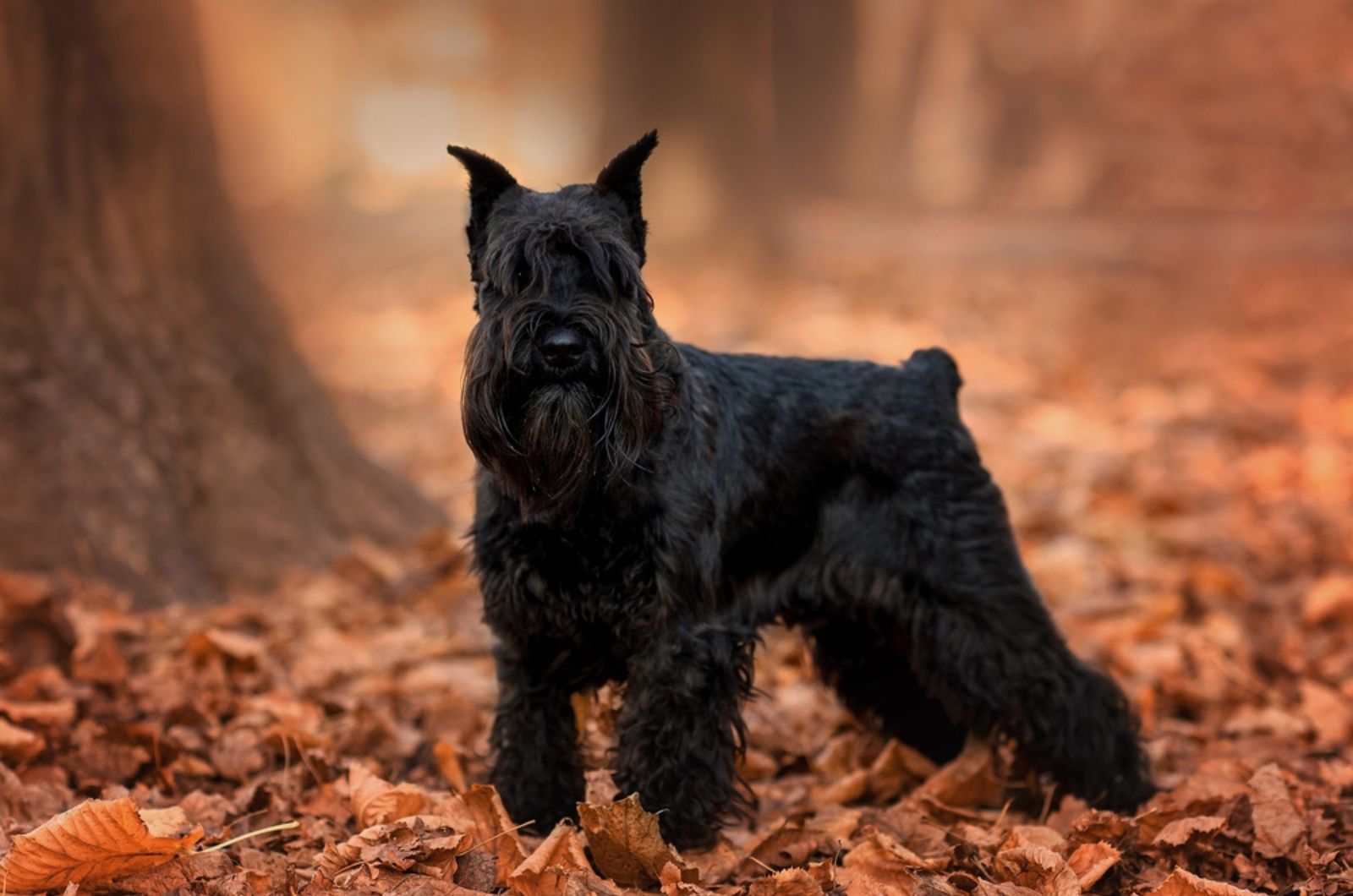 black miniature schnauzer in autumn standing on leaves