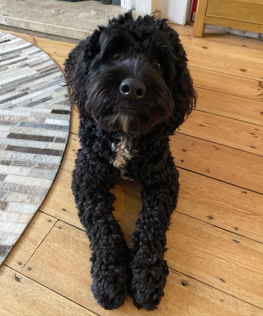 6 Sproodle Breeders With Puppies You’re Gonna Love