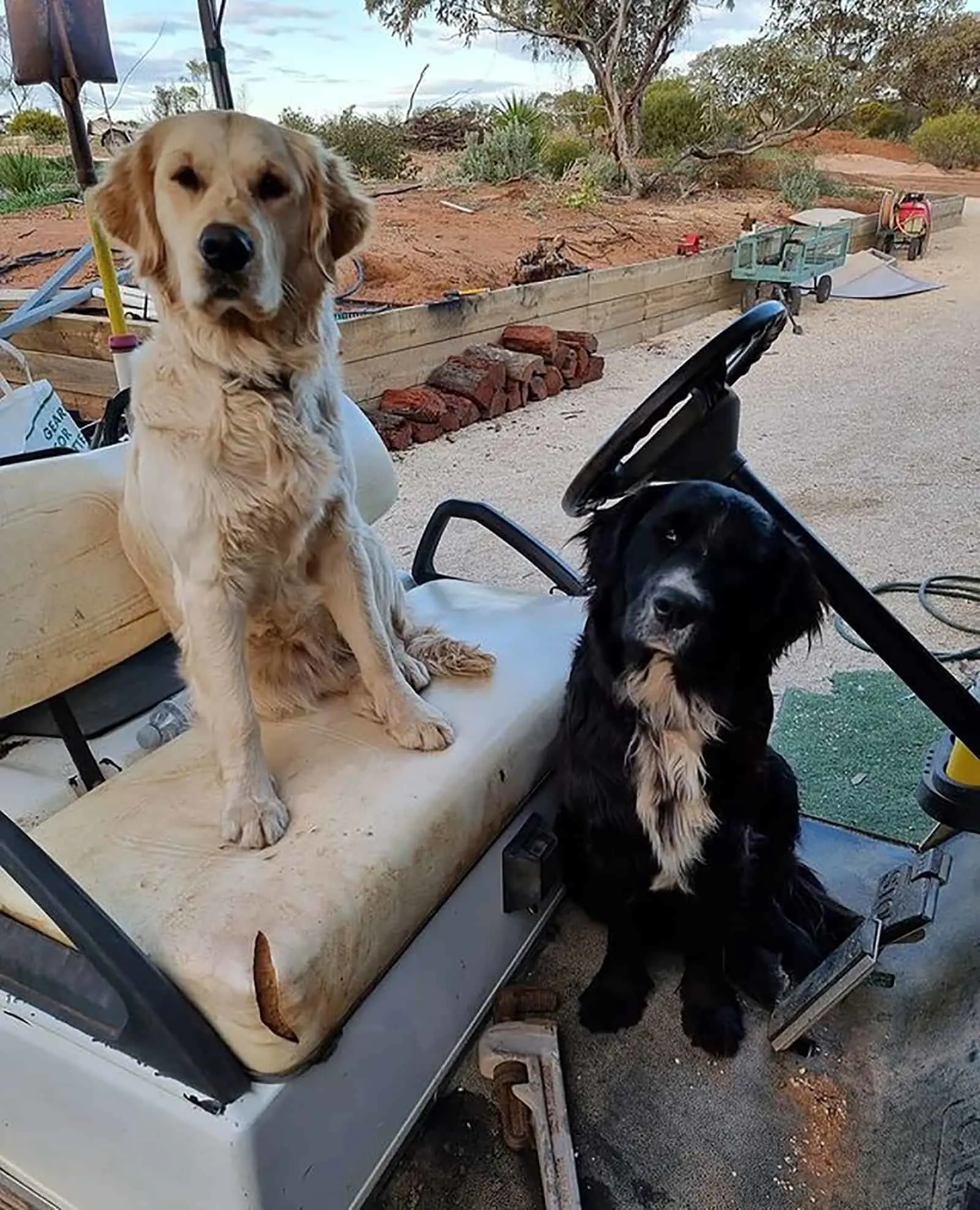 border collie and golden retriever sitting in the car
