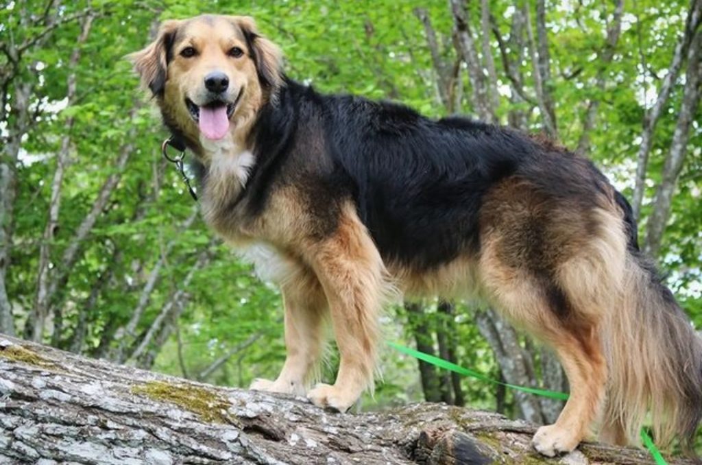border collie golden retriever dog in the forest
