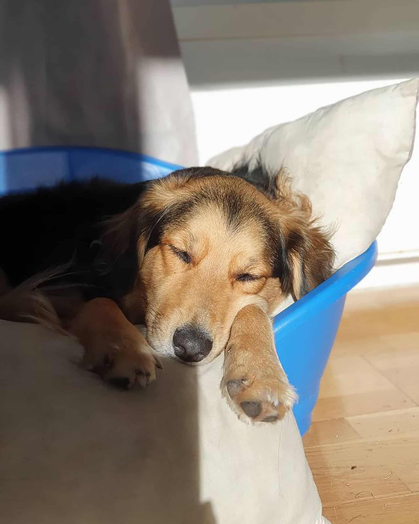 border collie golden retriever dog sleeping in his bed