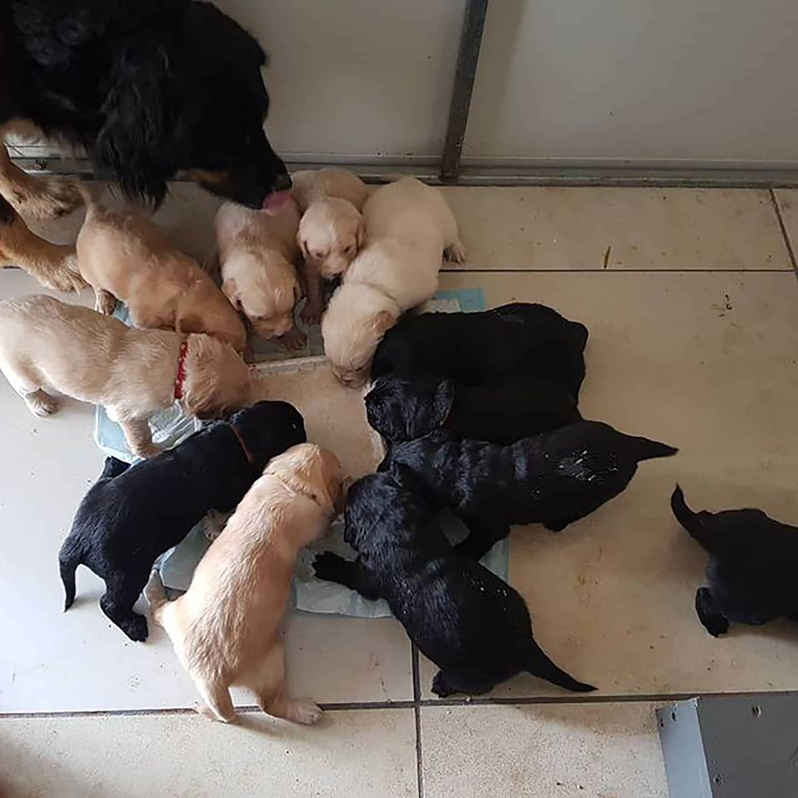 border collie golden retriever puppies eating from a bowl