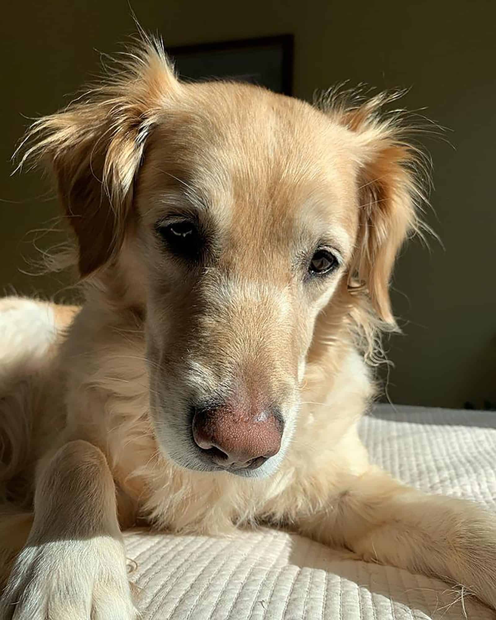 border collie golden retriever lying on the bed