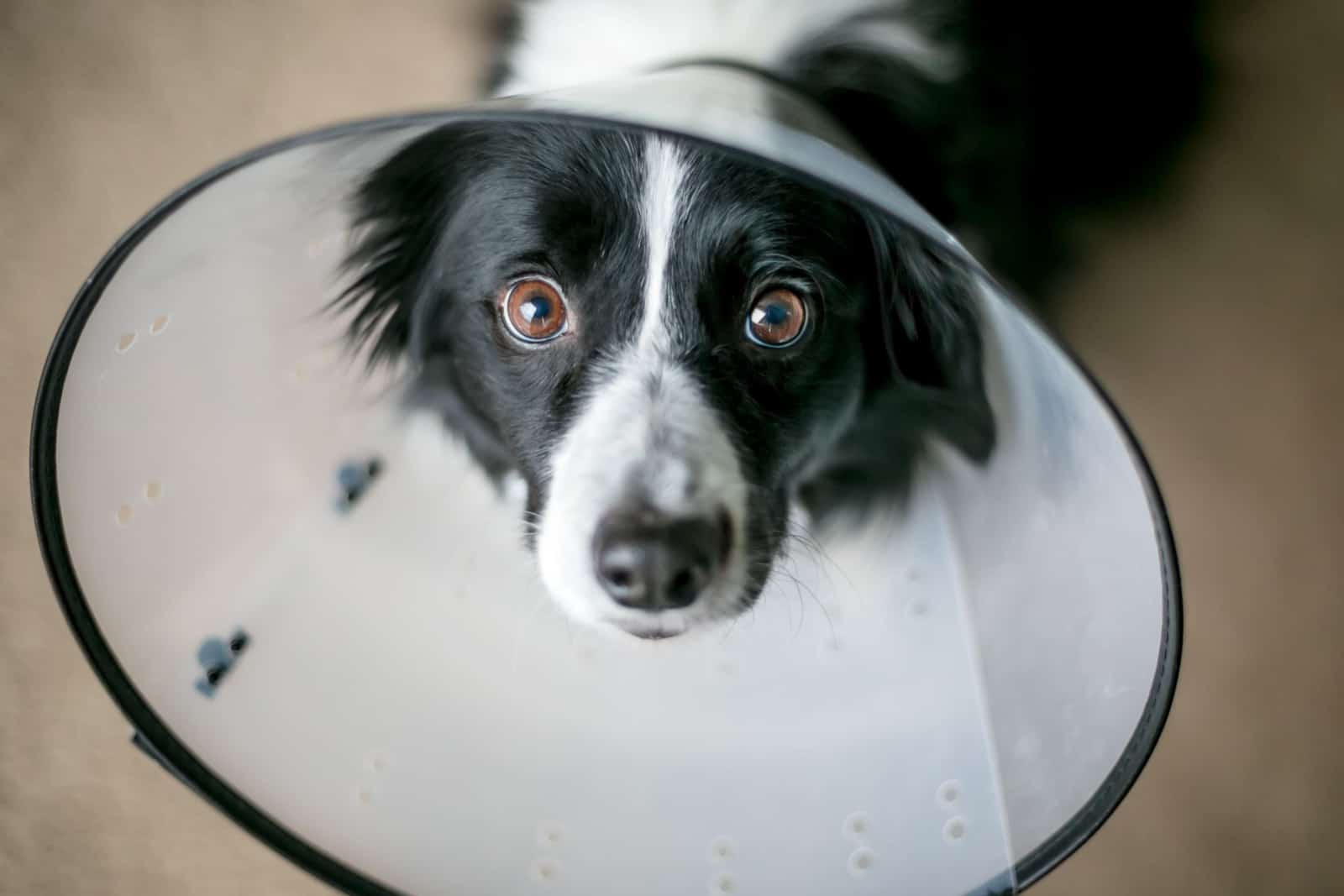 border collie wearing an elizabethan collar