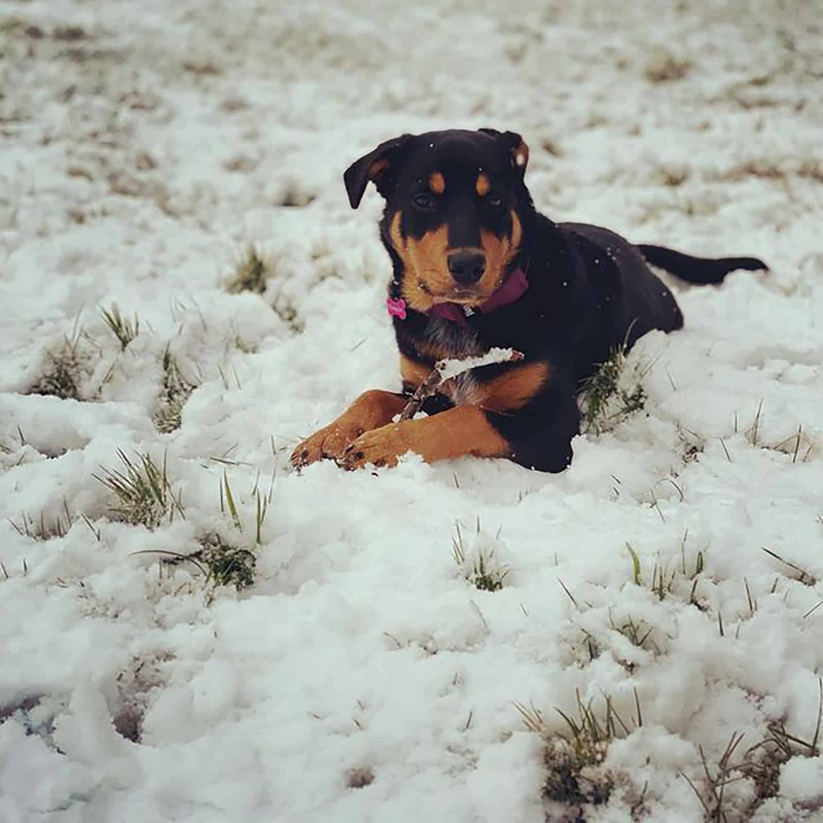 borderweiler lyign in the snow