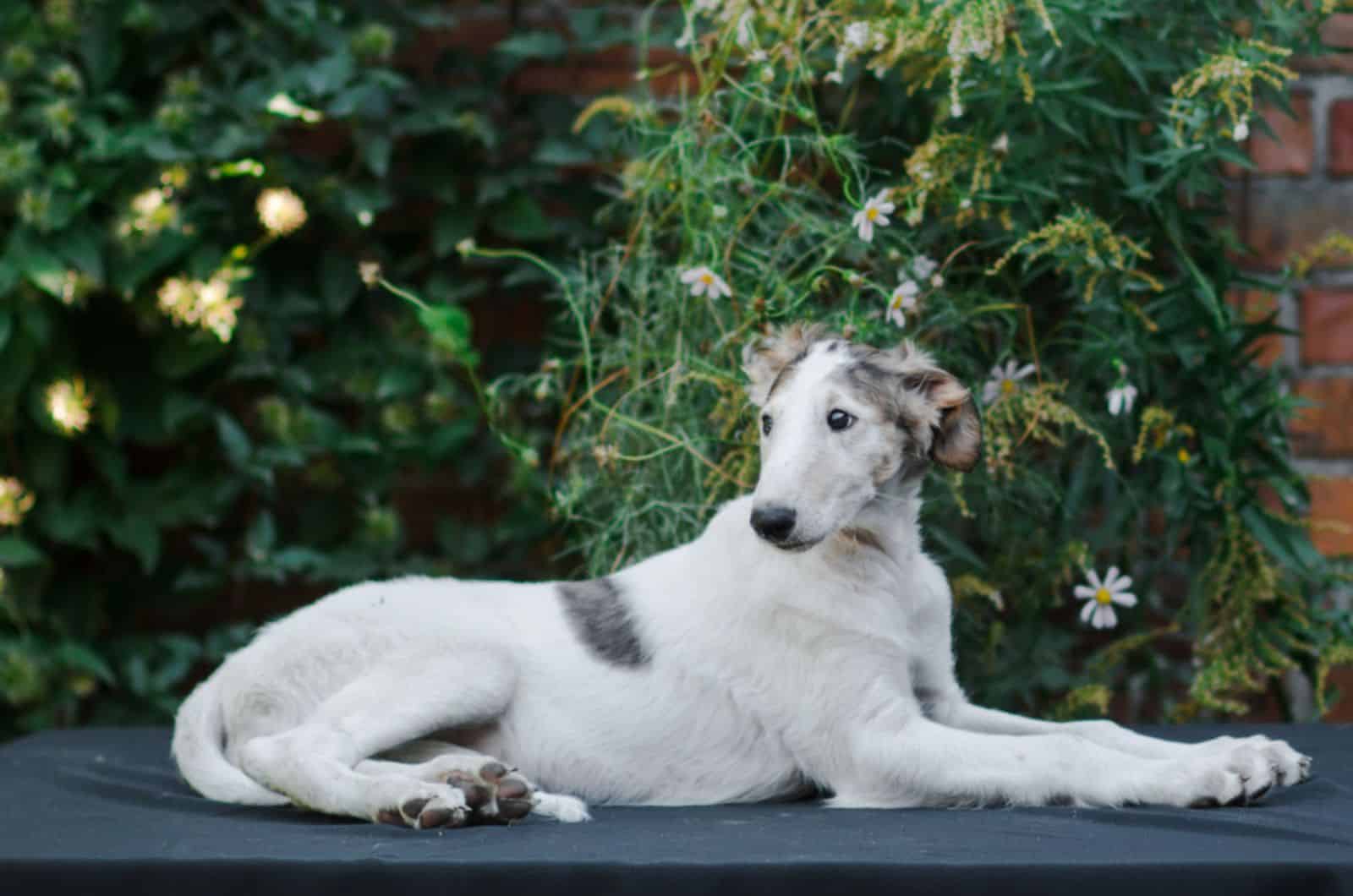 borzoi puppy lying on black blanket outdoors