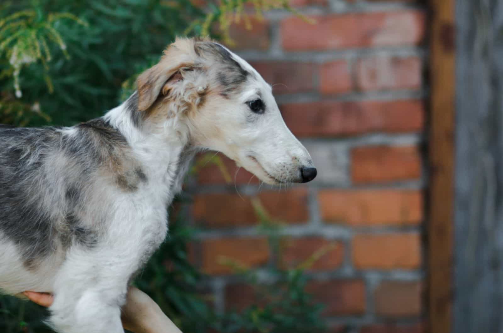 borzoi puppy posing outdoors