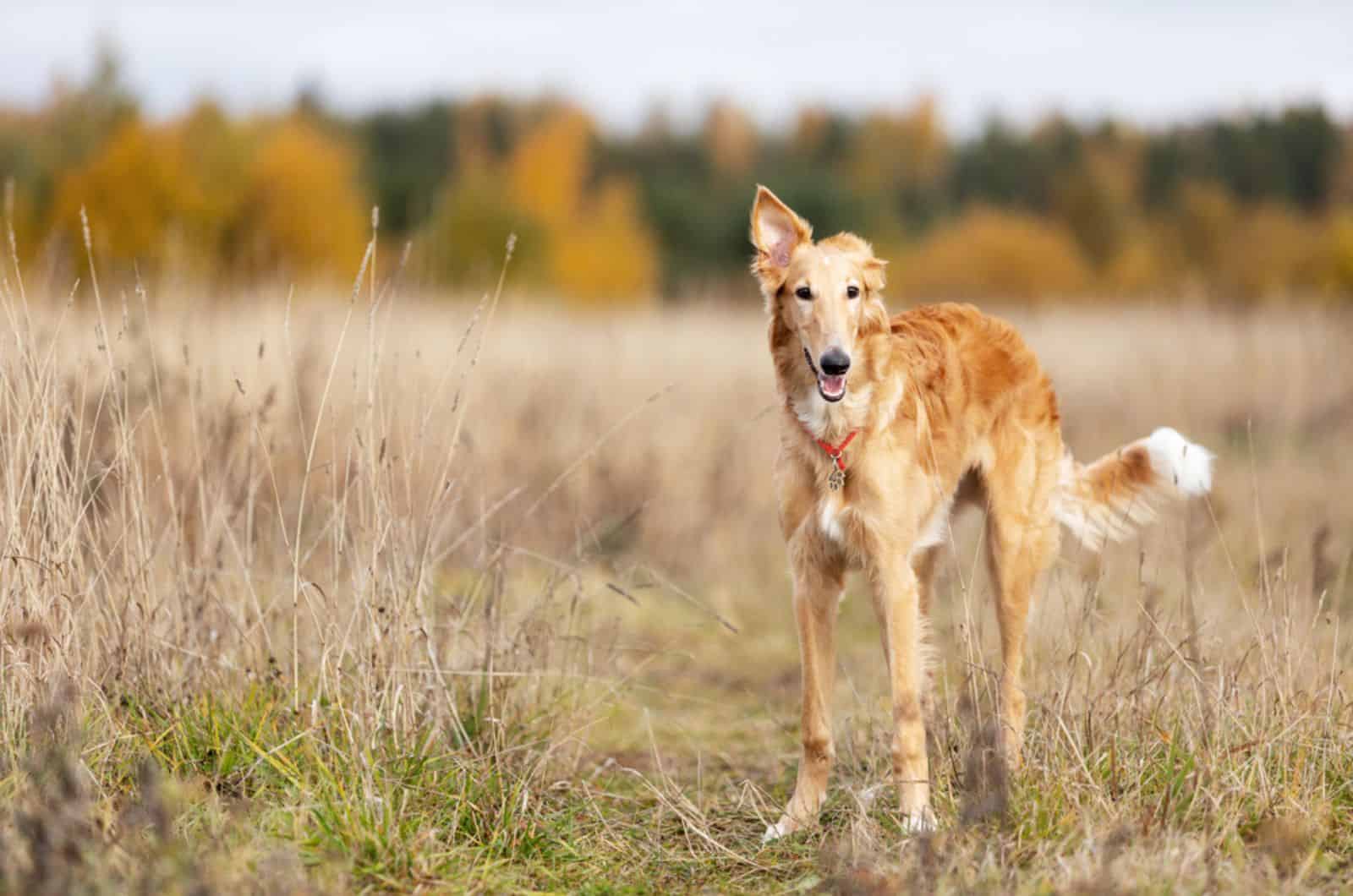 borzoi puppy in the field