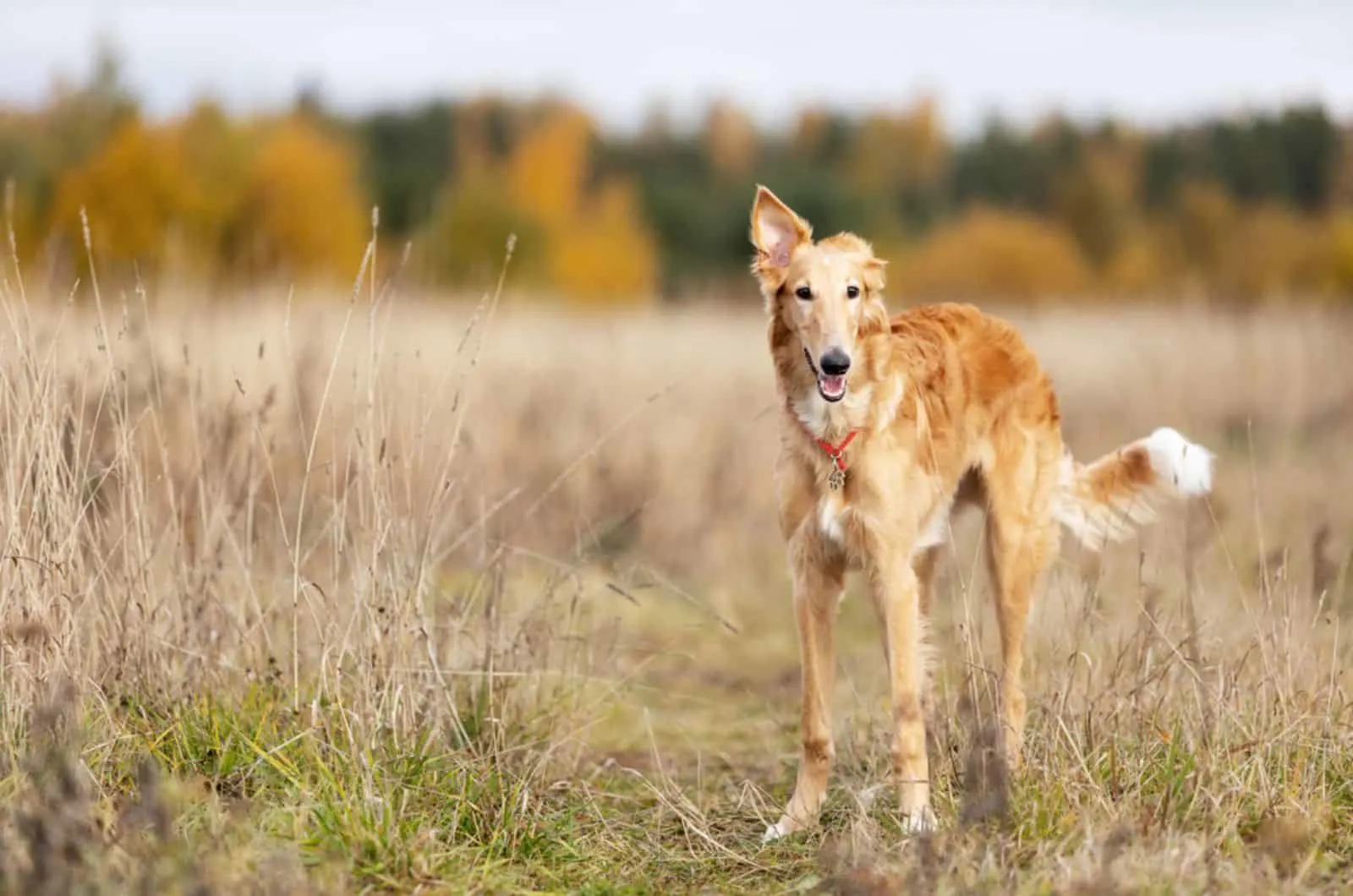 borzoi puppy in the field