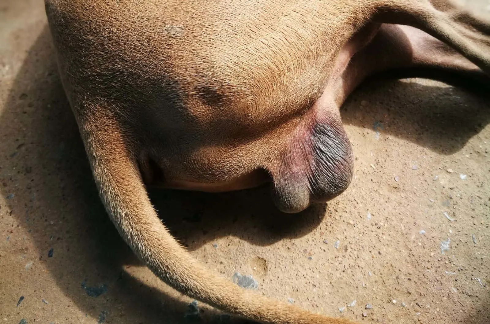 bottom half of a dog