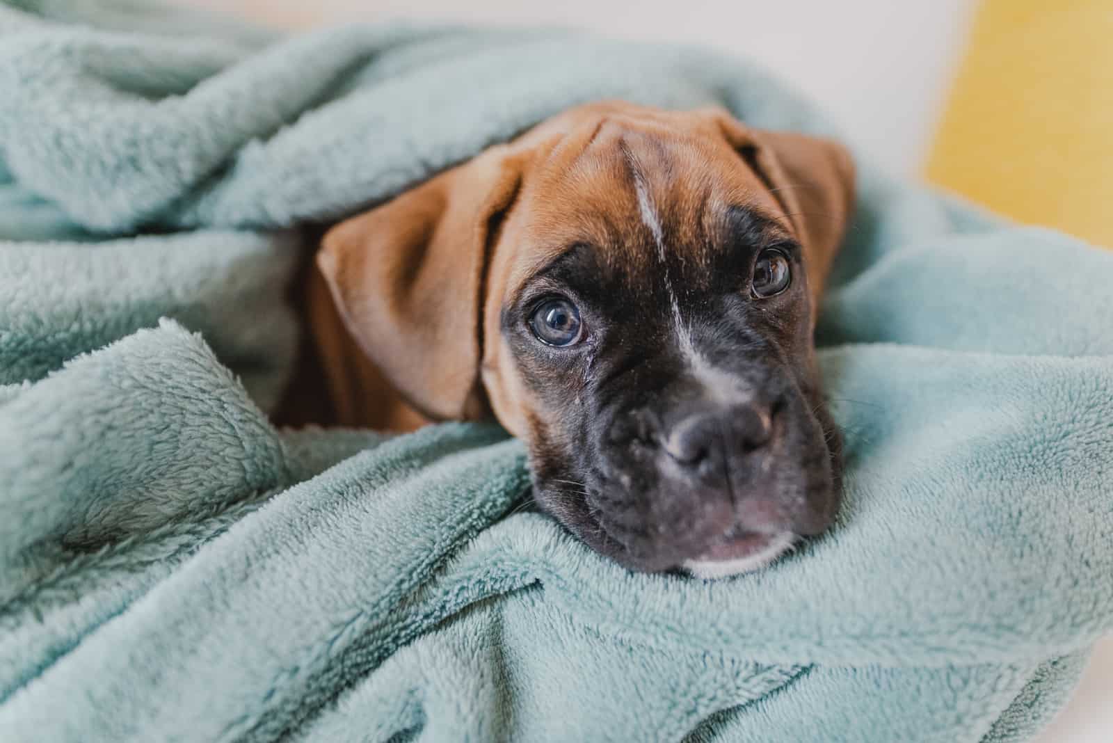 boxer dog lying in bed