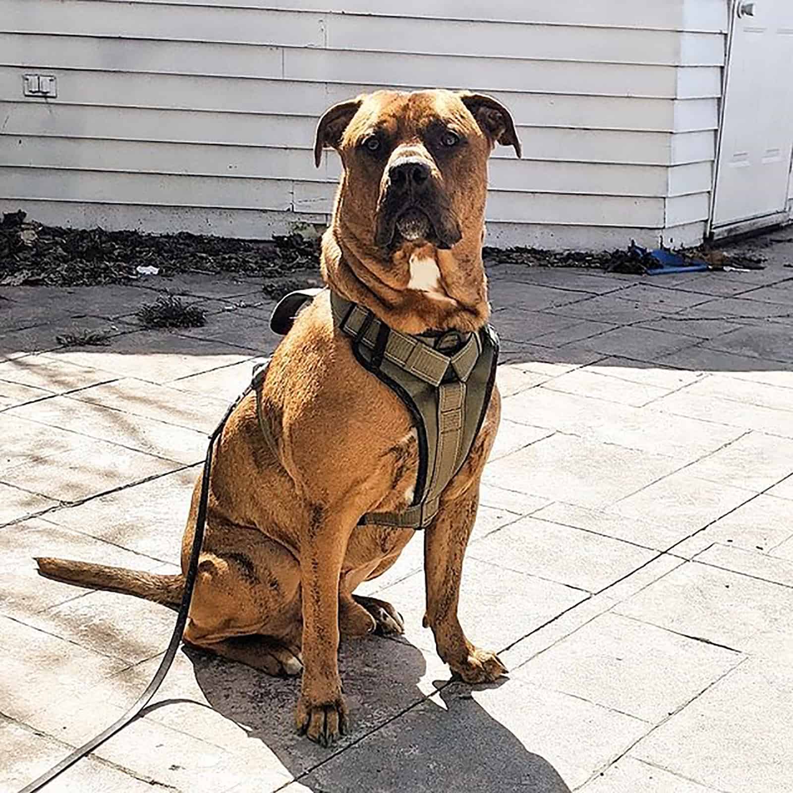 boxweiler sitting outdoors