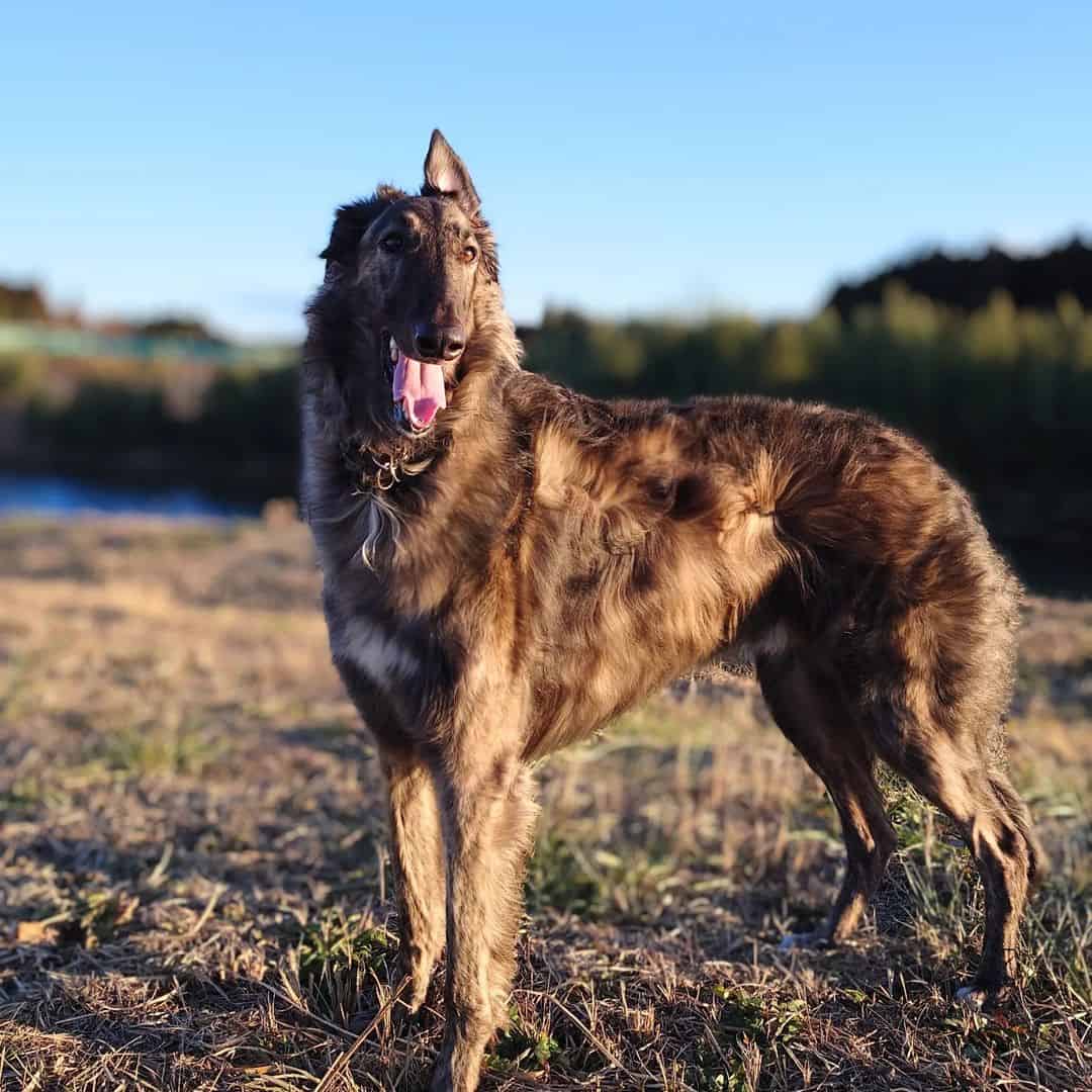 brindle borzoi