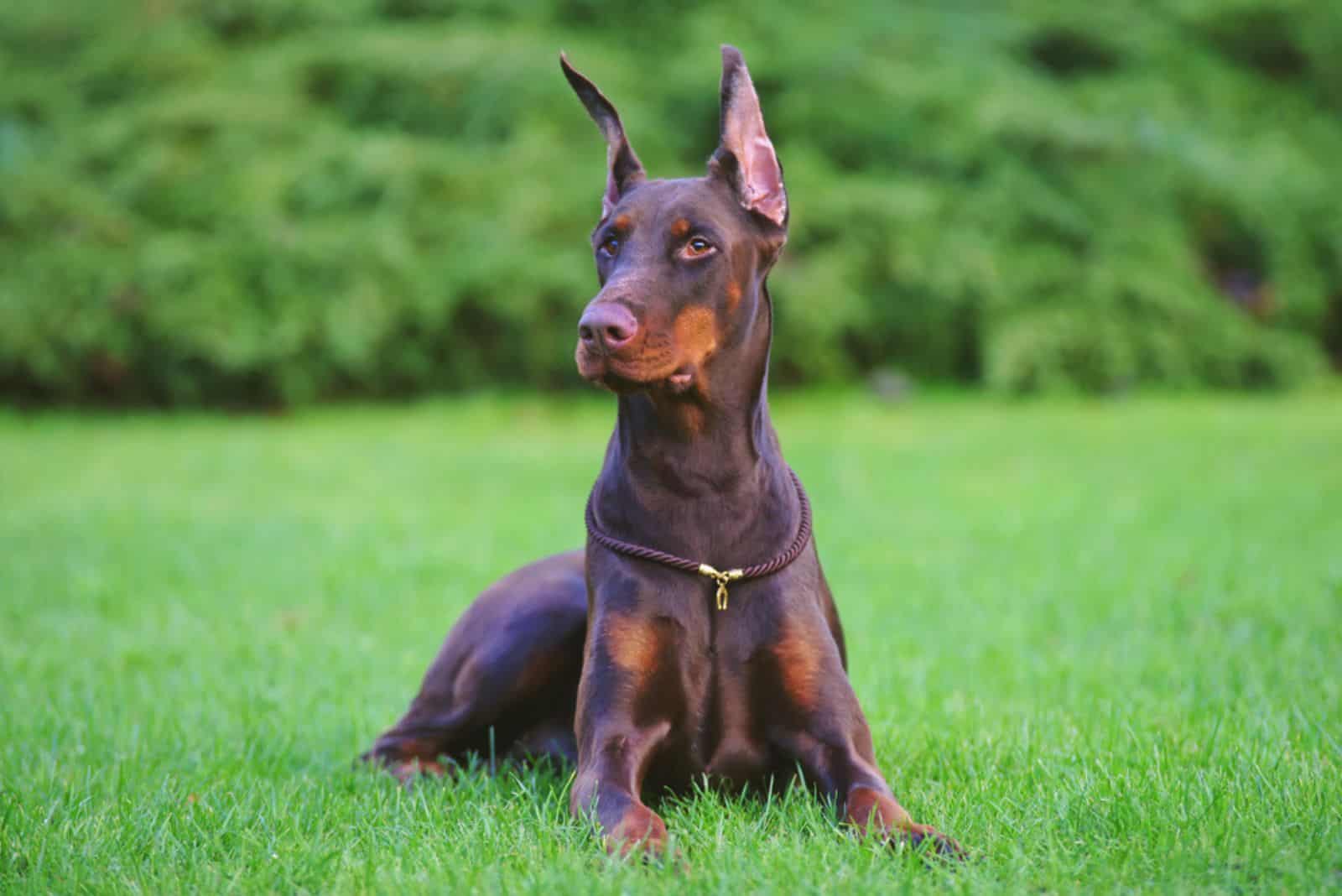 brown Doberman dog with cropped ears lying outdoors