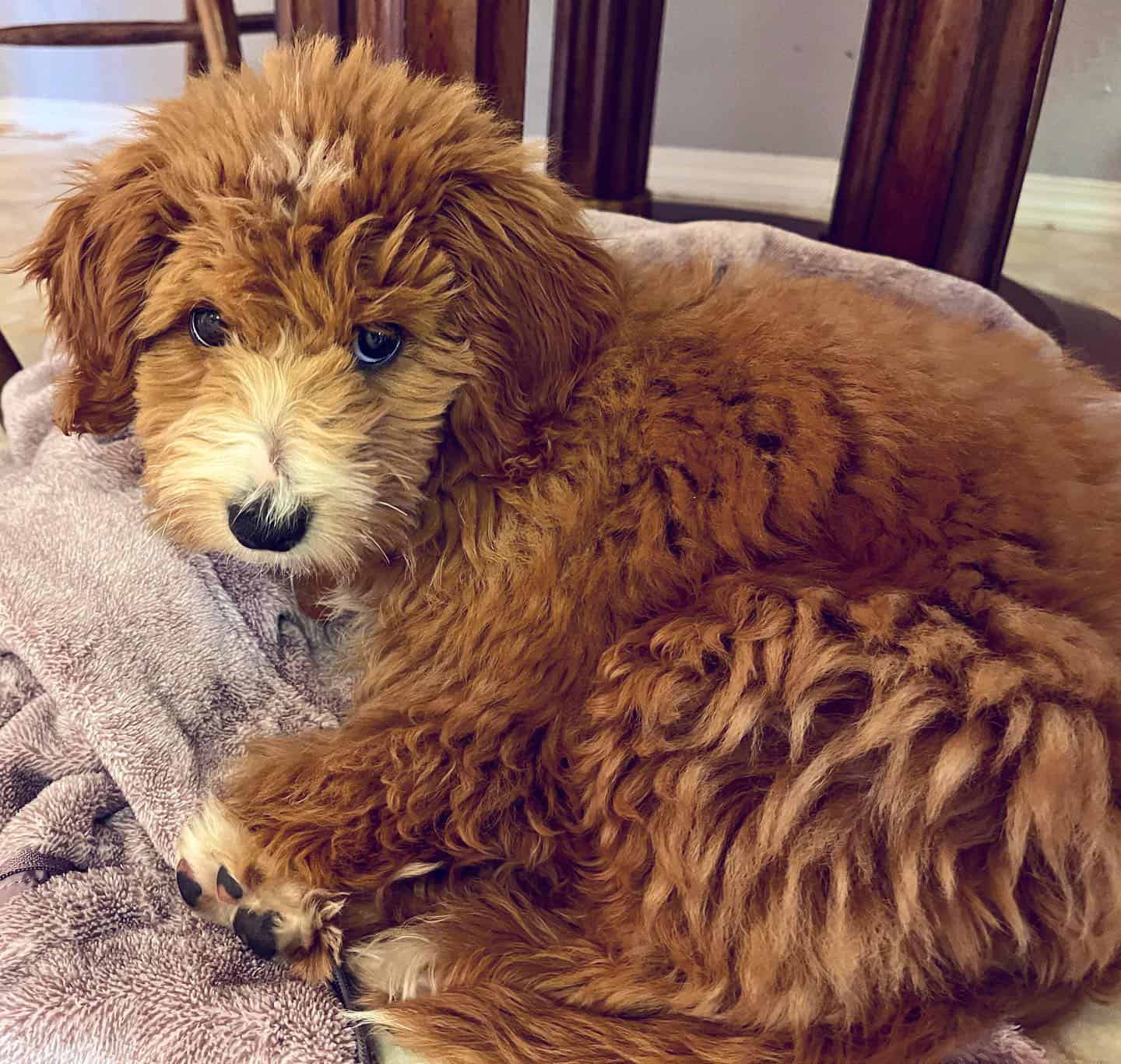 brown aussiedoodle lying