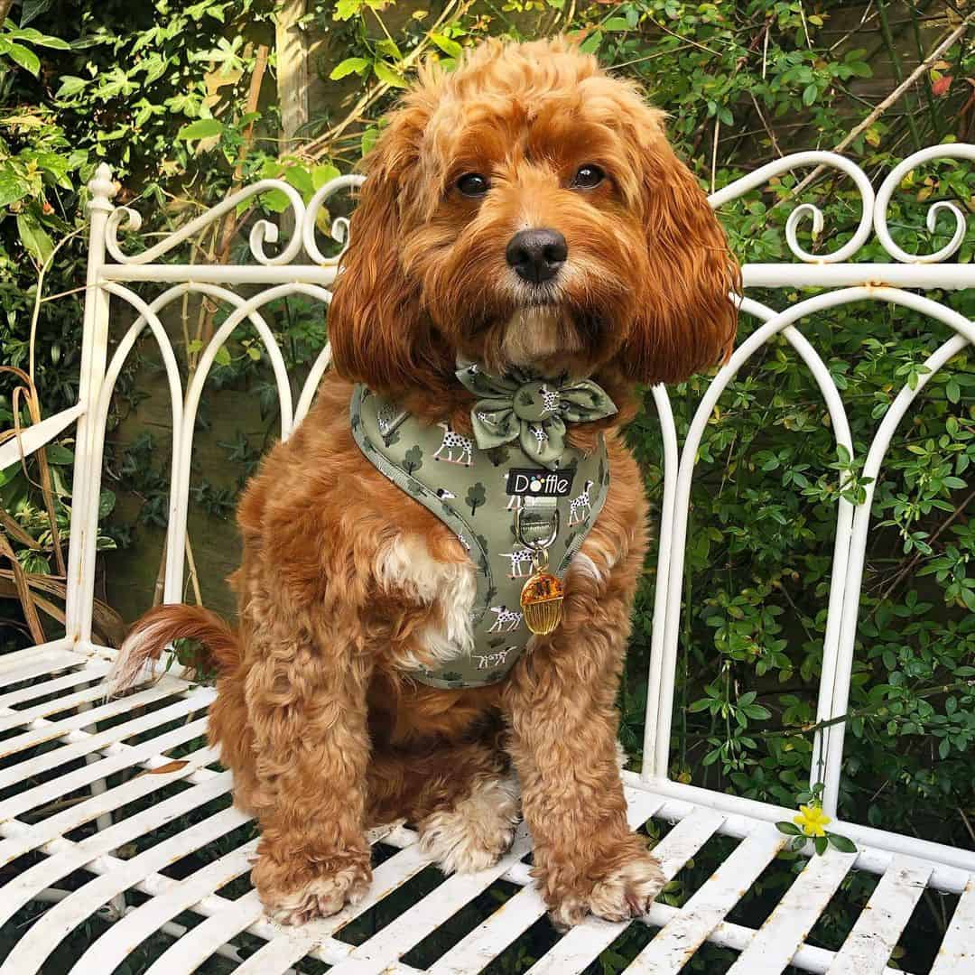 brown cockapoo