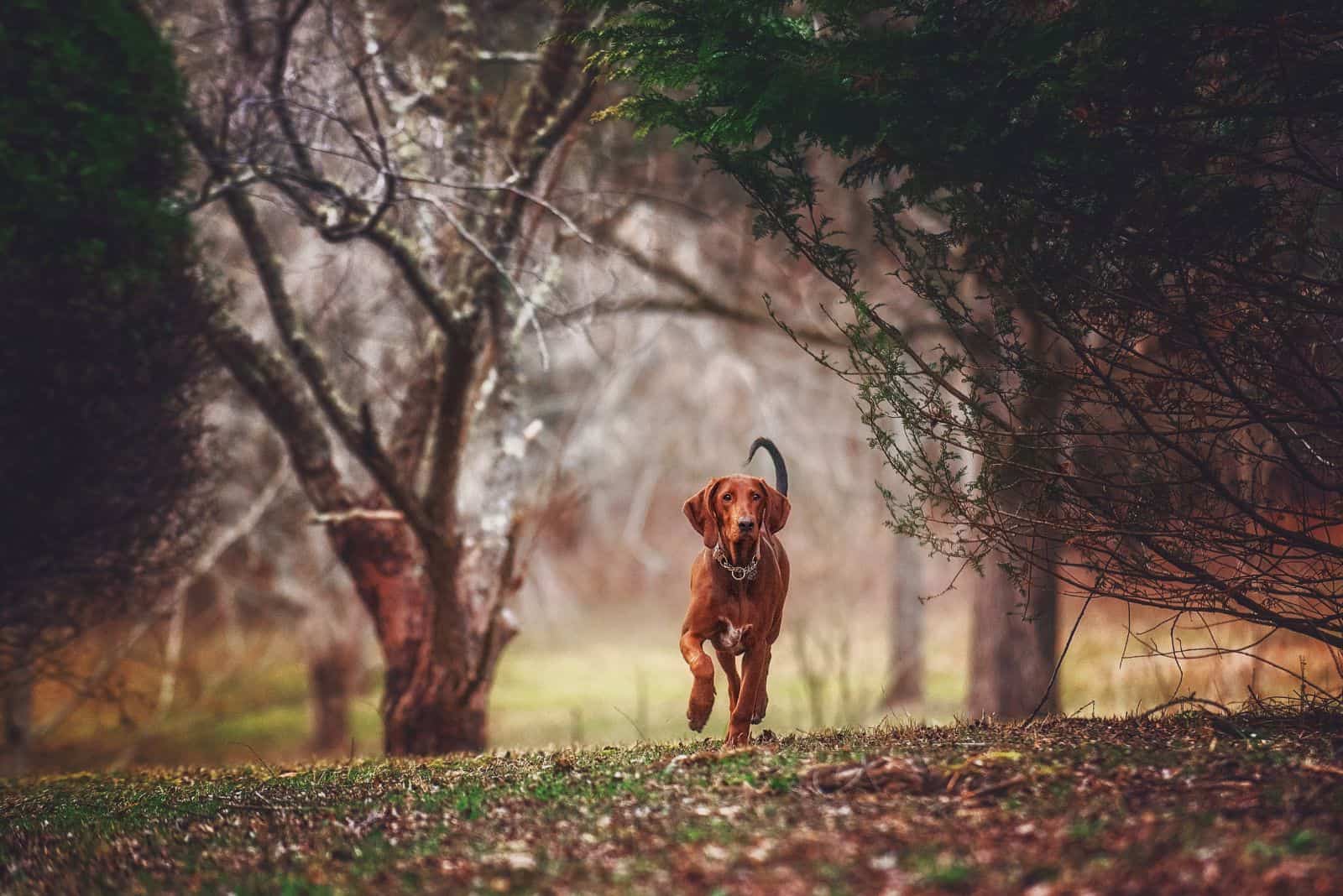 brown coonhound running